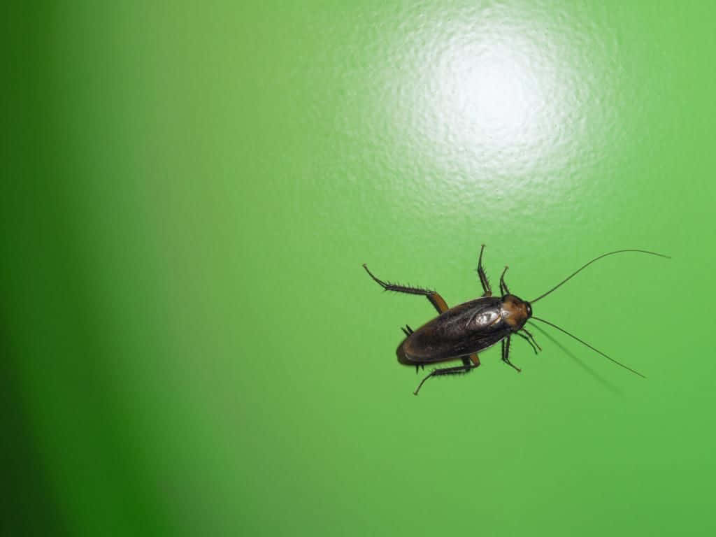 A Cockroach Is Sitting On A Green Wall