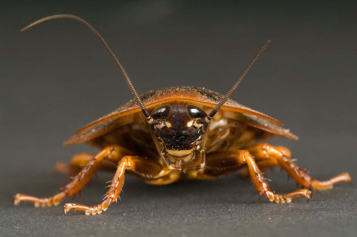 Disgustingly Beautiful Cockroach