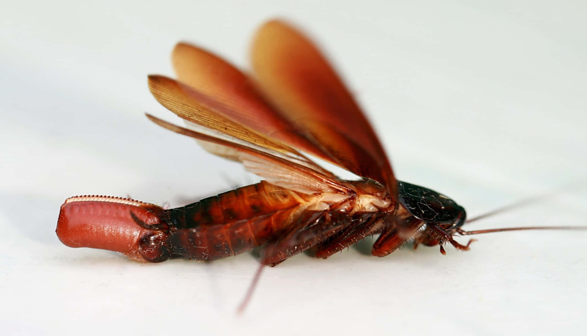 'A Cockroach Isn't Something to Fear - It's a Reminder of Nature's Strength and Resilience"