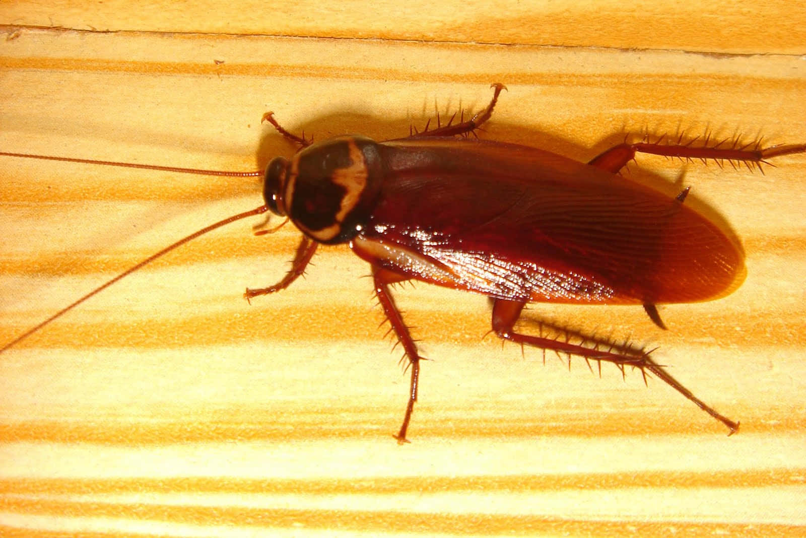 Cucarachas,insectos Resilientes De La Naturaleza.