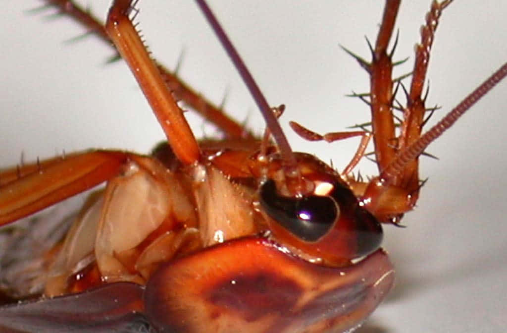 Cockroach scuttling across a floor
