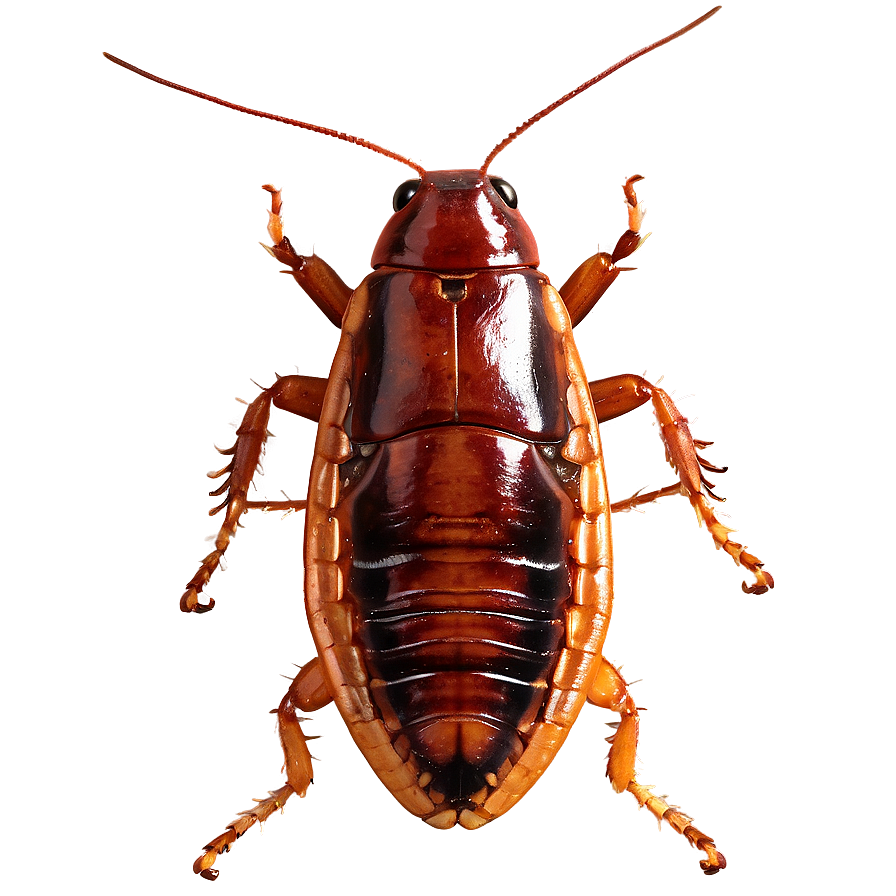 Cockroach Scuttling Away Png 06112024 PNG