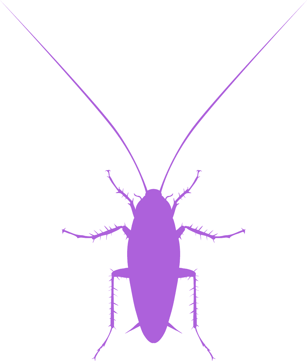 Cockroach Silhouette Graphic PNG