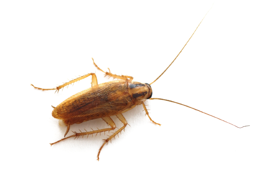 Download Cockroach Transparent Background.png | Wallpapers.com