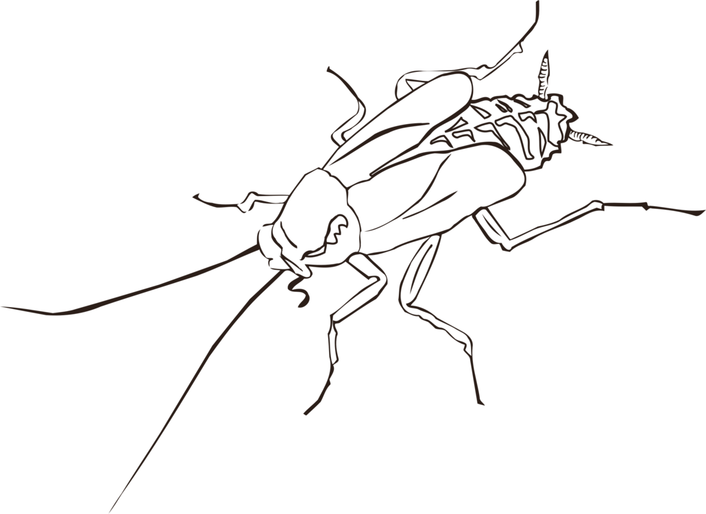 Cockroach_ Outline_ Drawing PNG