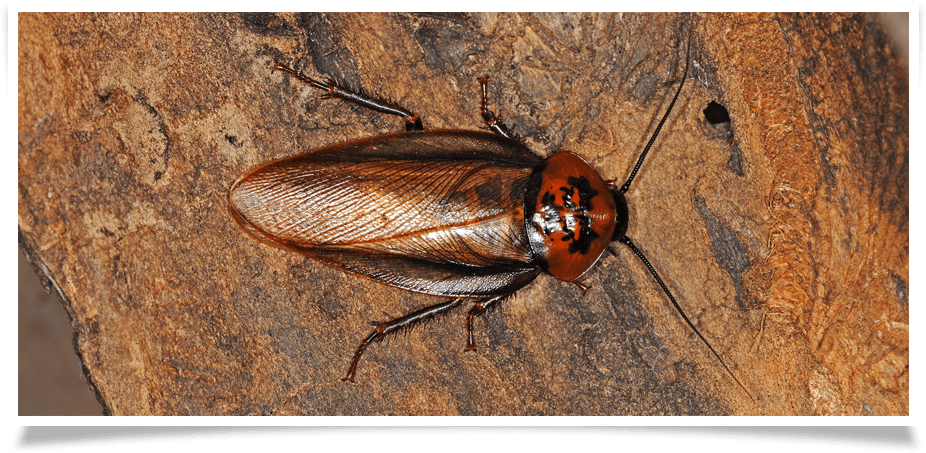 Cockroach_on_ Wooden_ Surface PNG