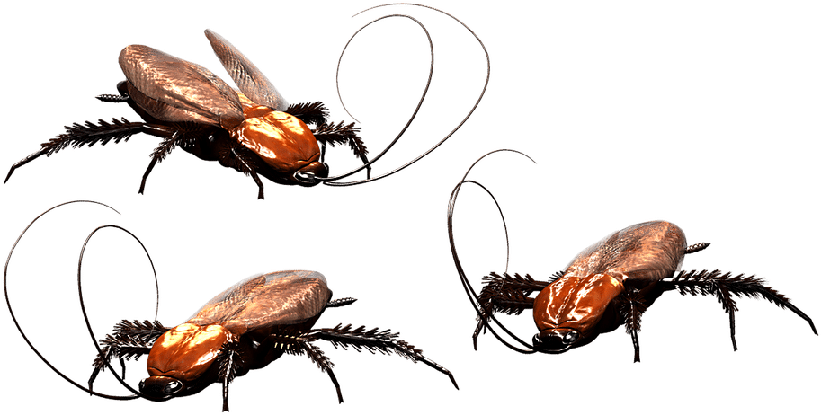 Cockroaches Illustration PNG