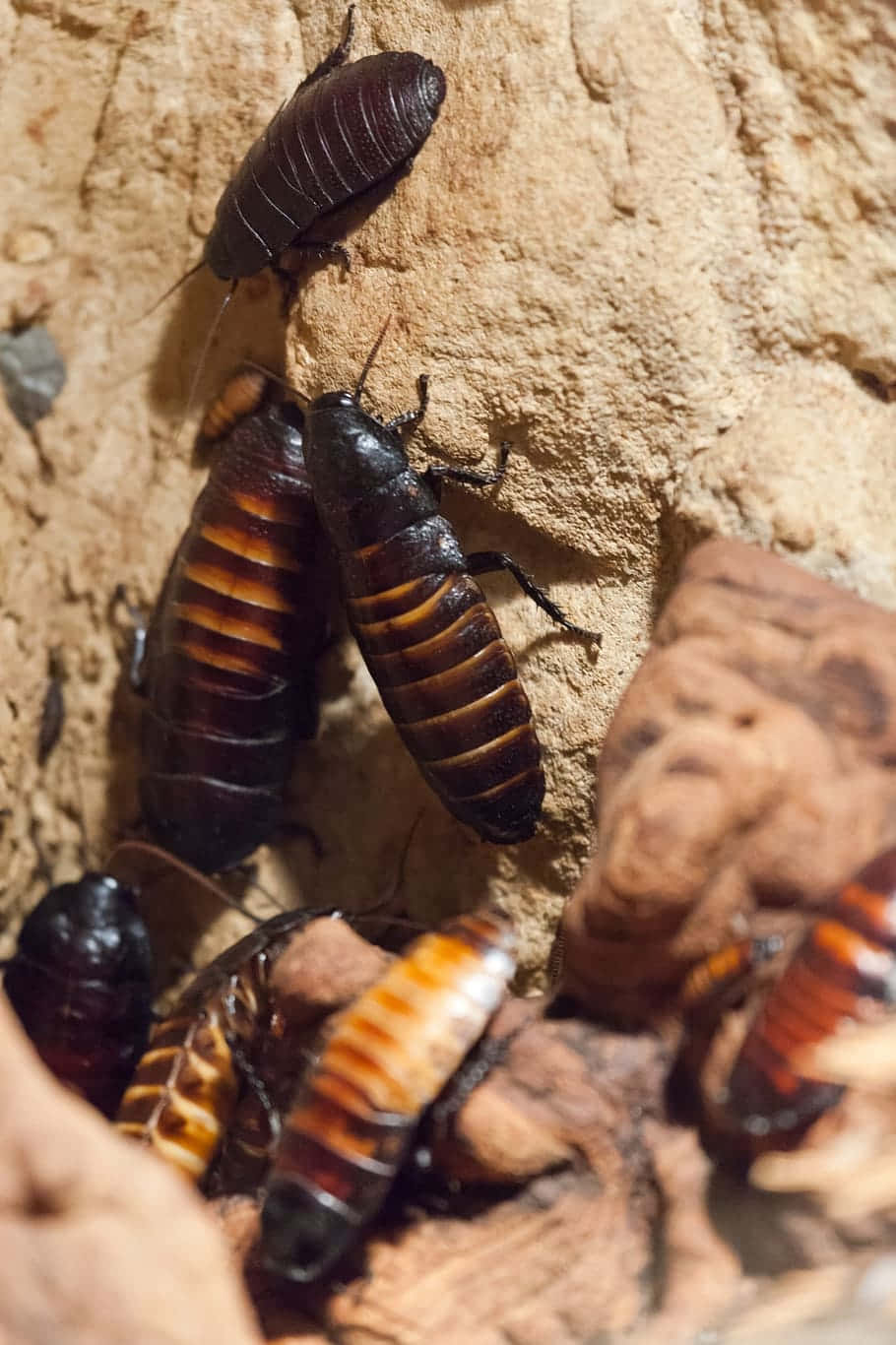 Cockroaches_on_ Wood_ Texture Wallpaper