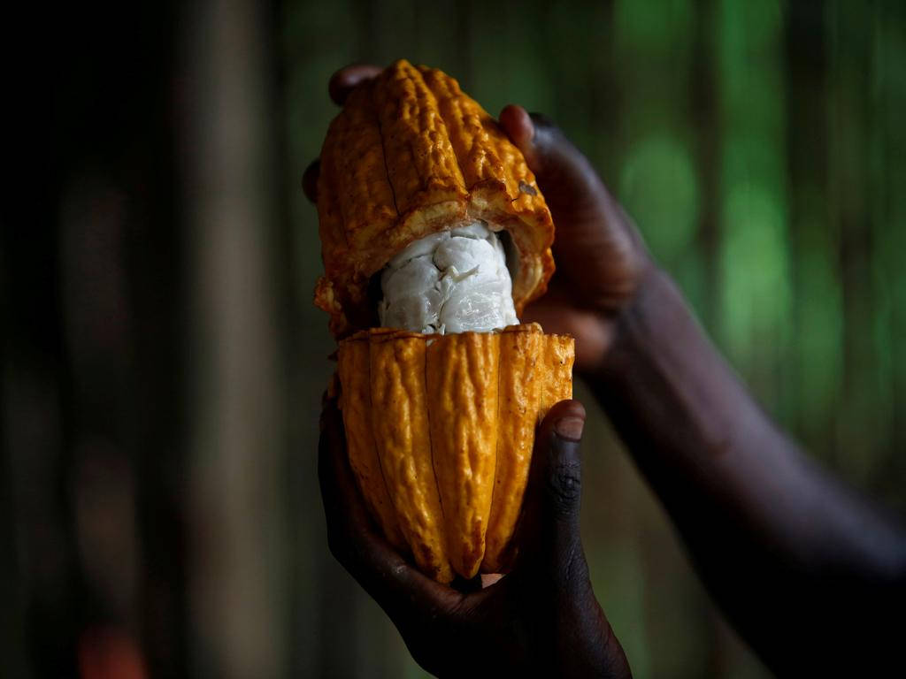 Cocoa In Ivory Coast