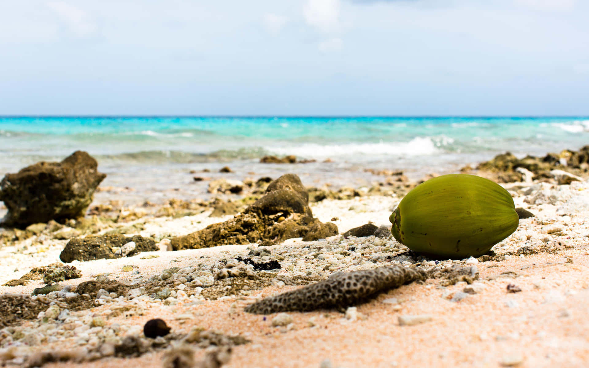 A Coconut On The Beach