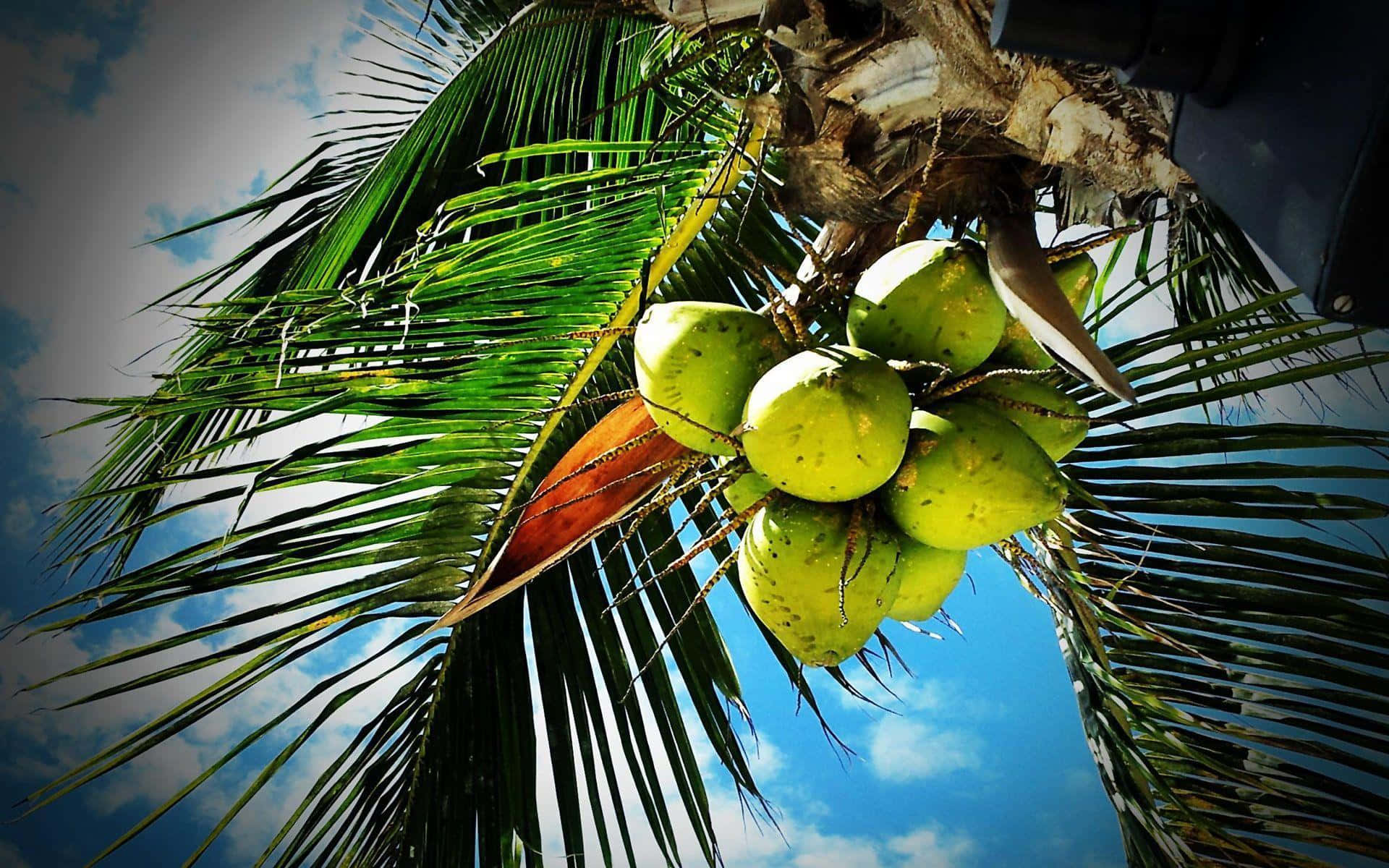 a coconut tree with green fruit