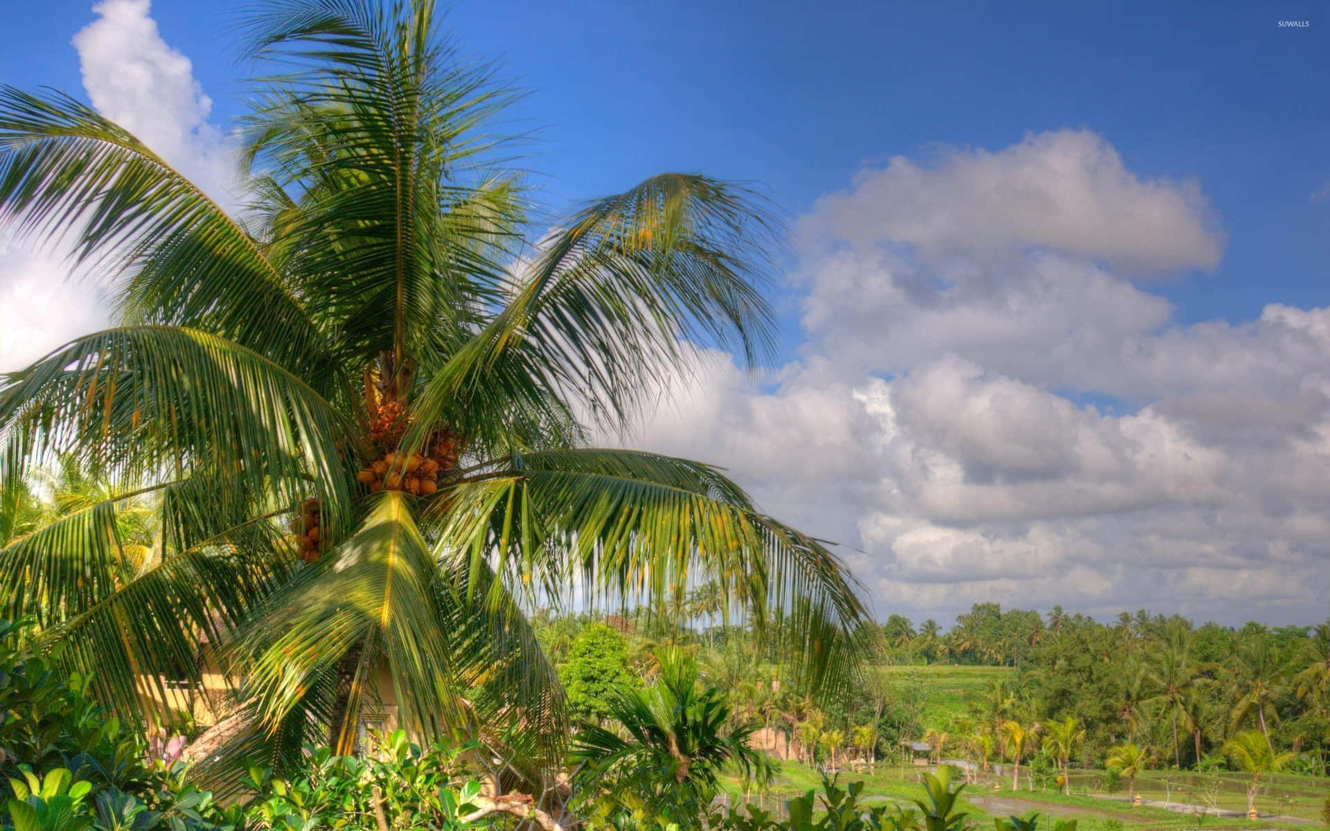 A Palm Tree In The Field