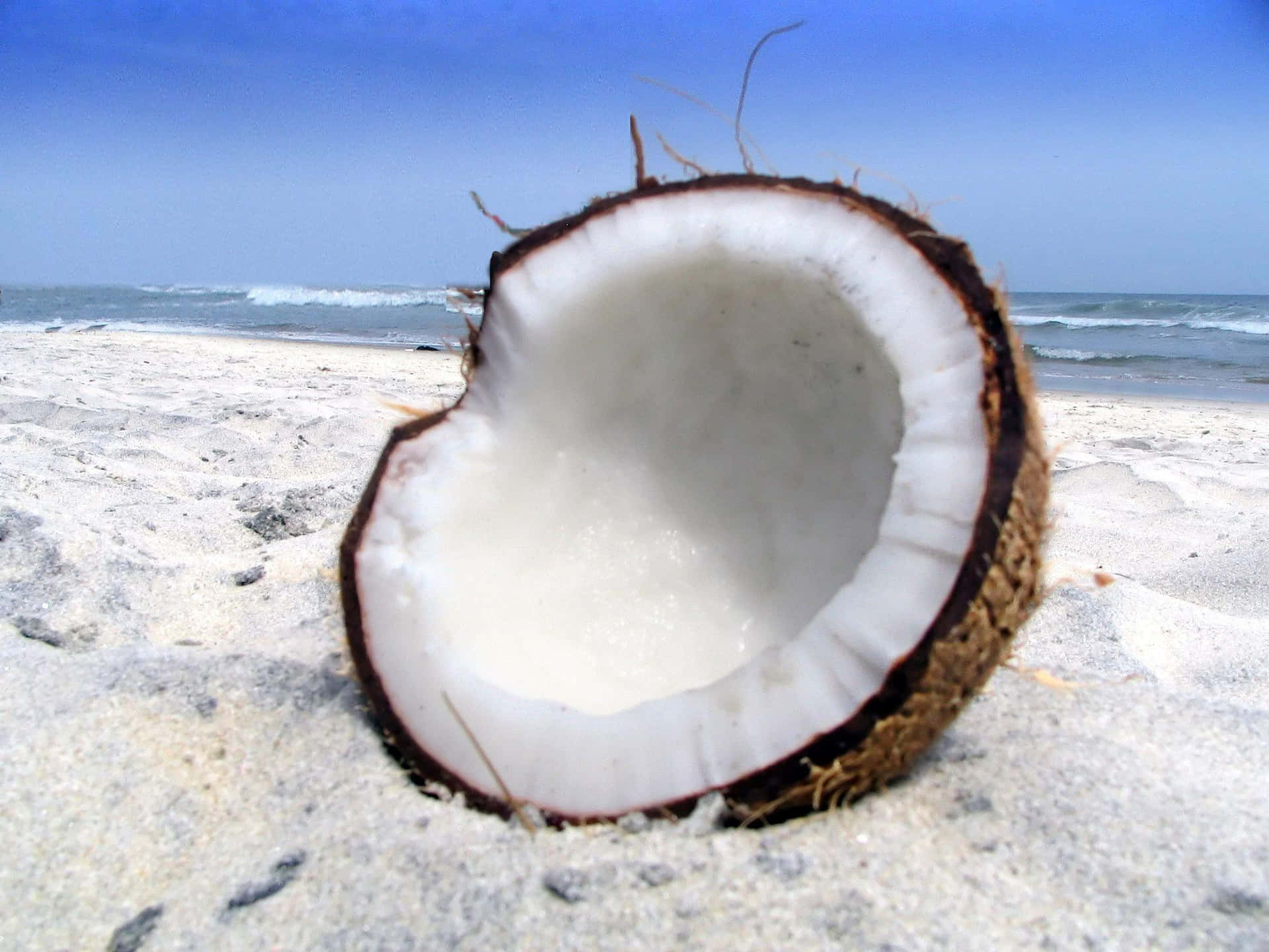 A beautiful view of the tropical coconut tree.