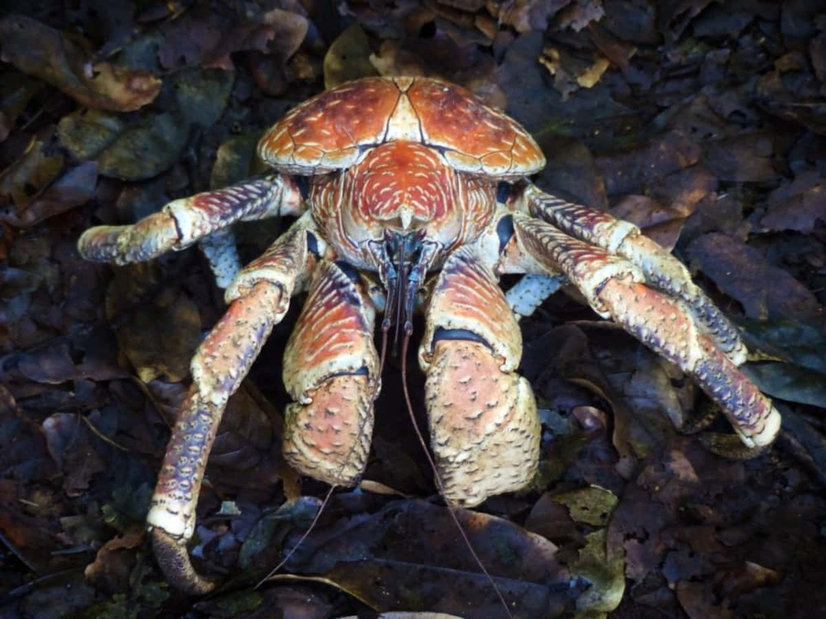 Coconut Crab Amidst Foliage.jpg Wallpaper