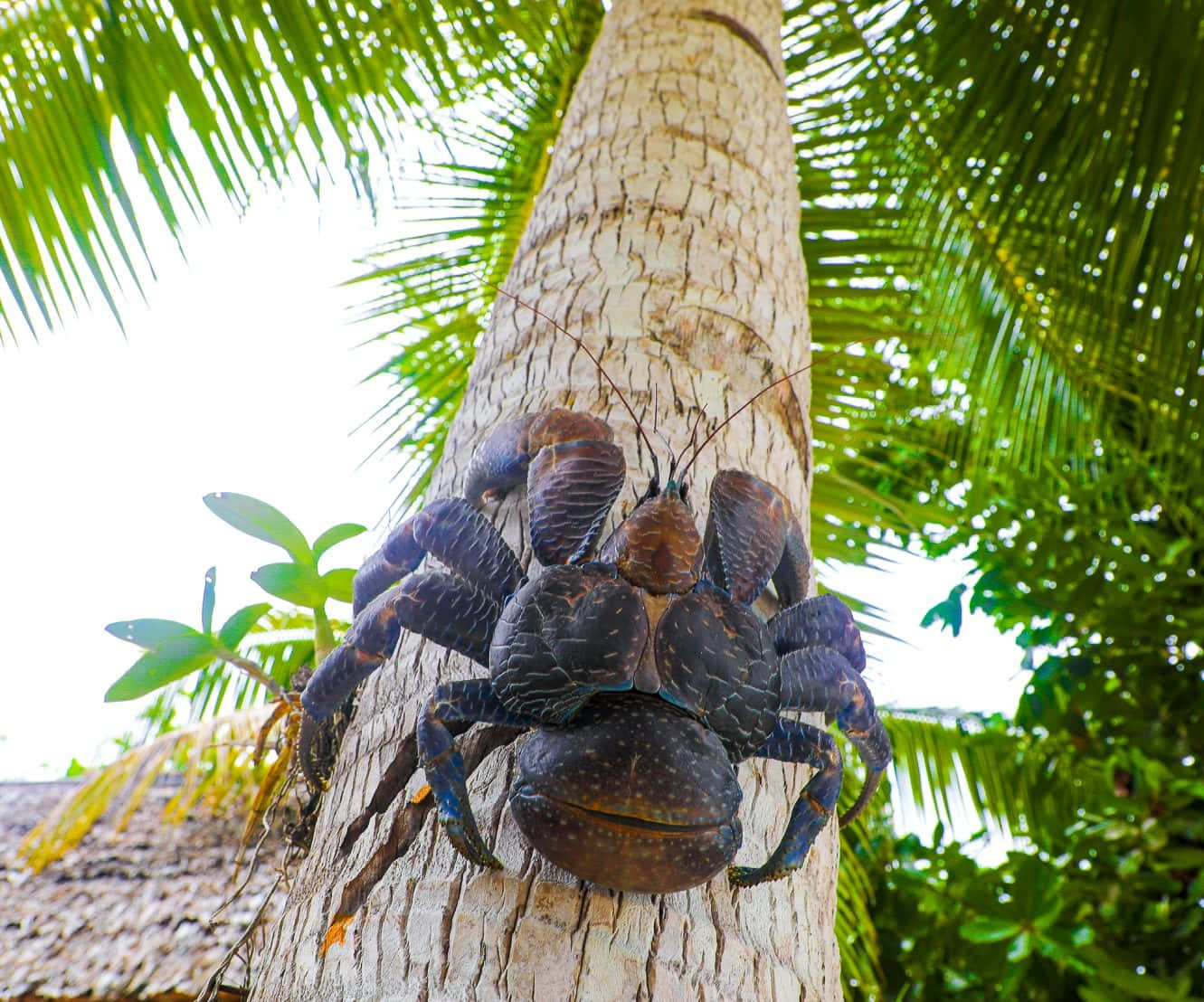 Coconut Crab Climbing Palm Tree Wallpaper