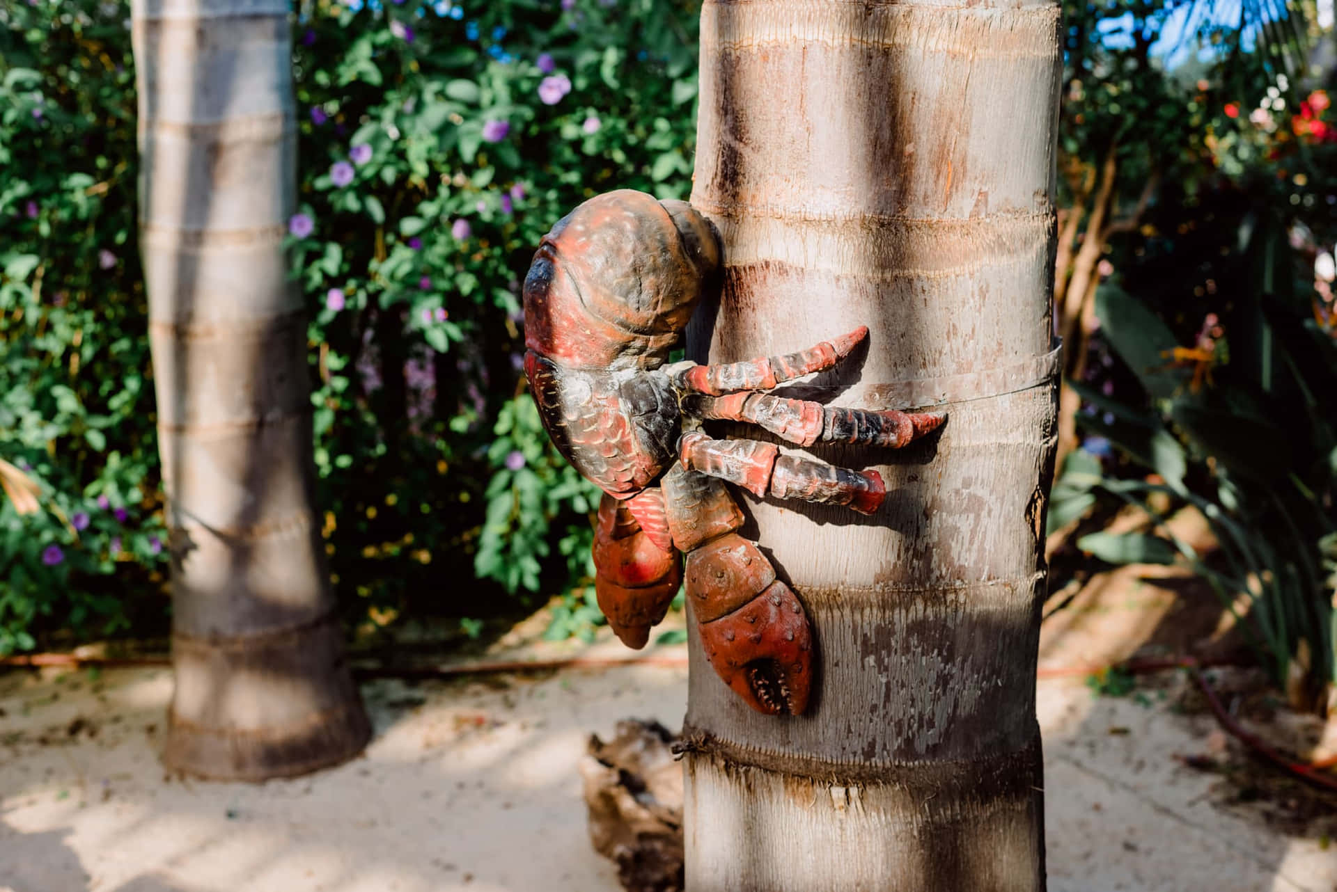 Coconut Crab Climbing Palm Tree Wallpaper