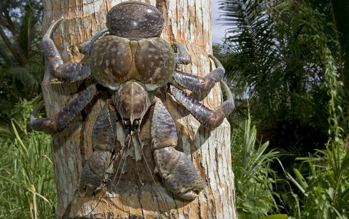 Coconut Crab Climbing Palm Tree Wallpaper