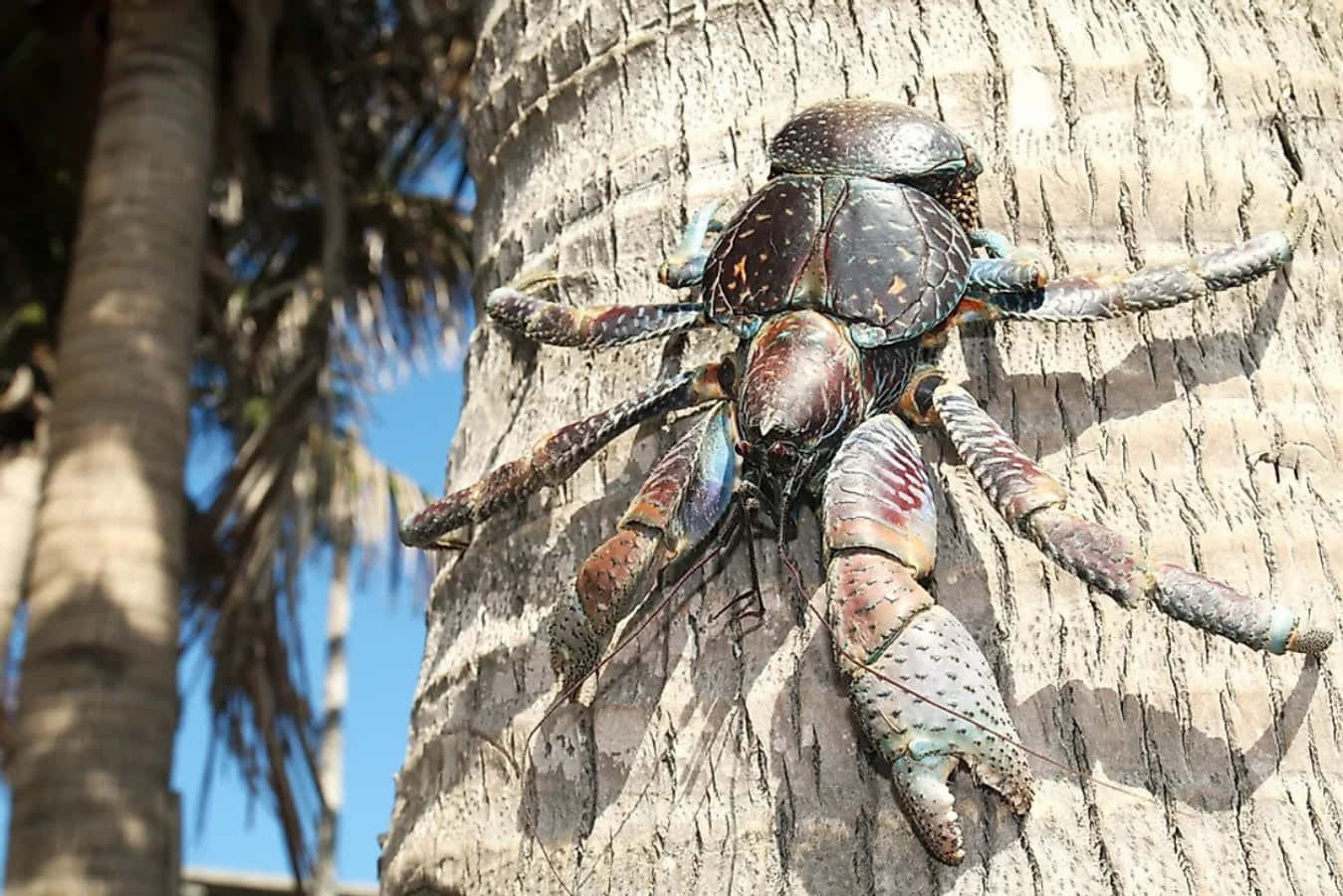 Coconut Crab Climbing Palm Tree Wallpaper