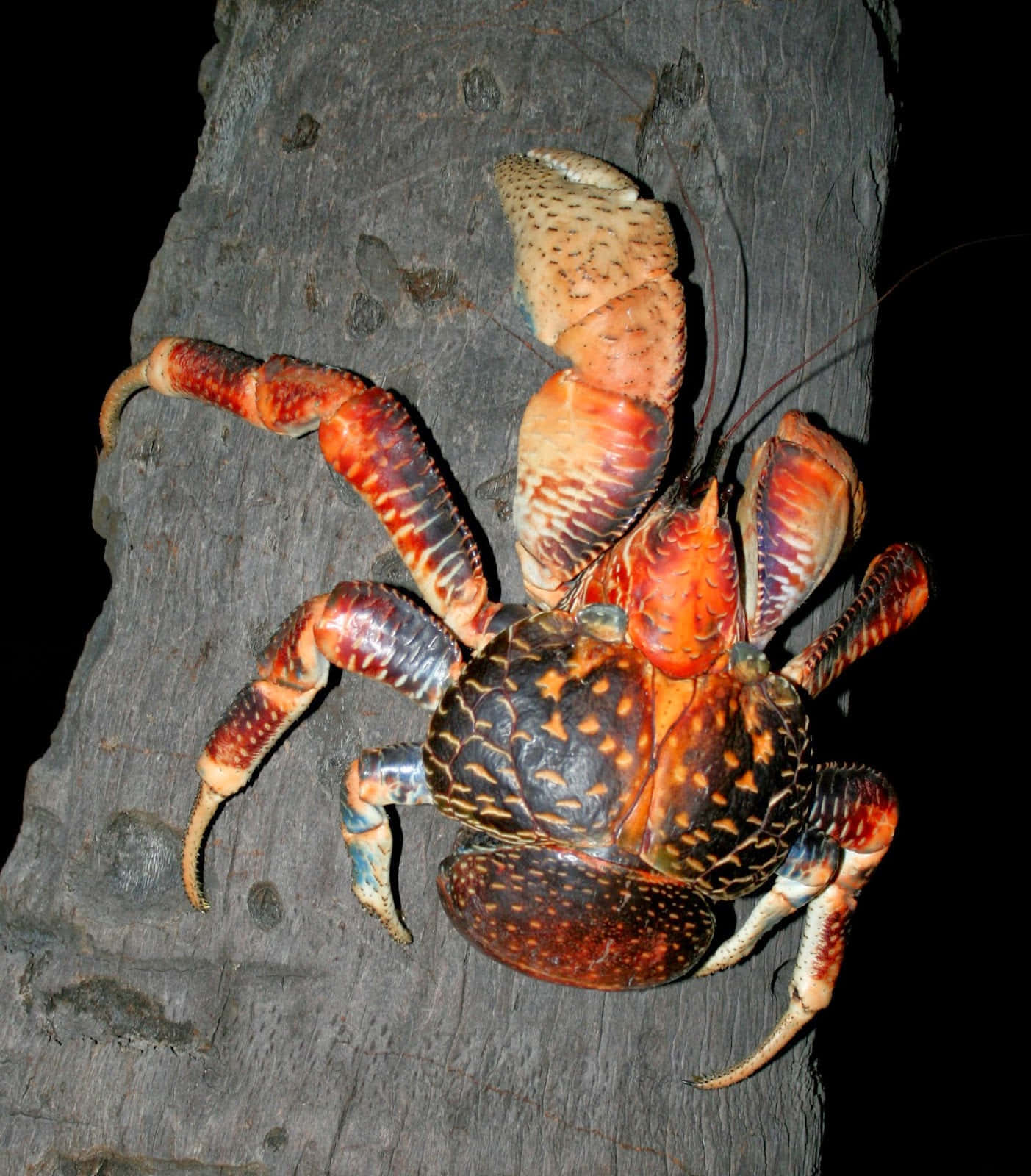 Coconut Crab Climbing Tree Wallpaper