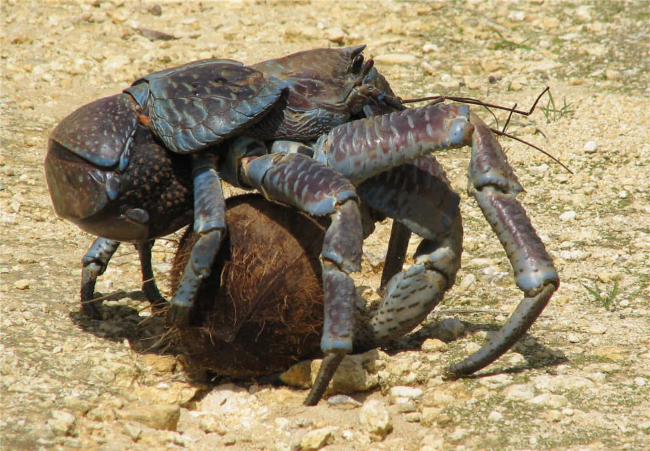 Coconut Crab Clutching Coconut Wallpaper