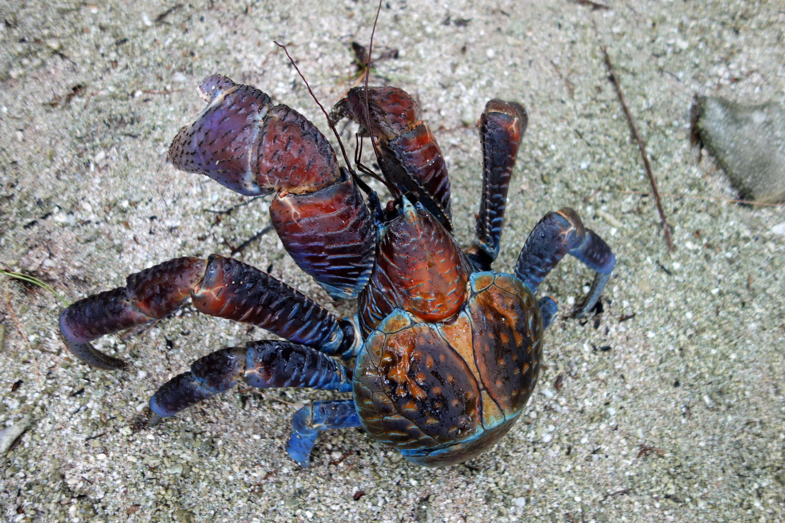 Download Coconut Crab Crawling On A Tranquil Beach Wallpaper ...