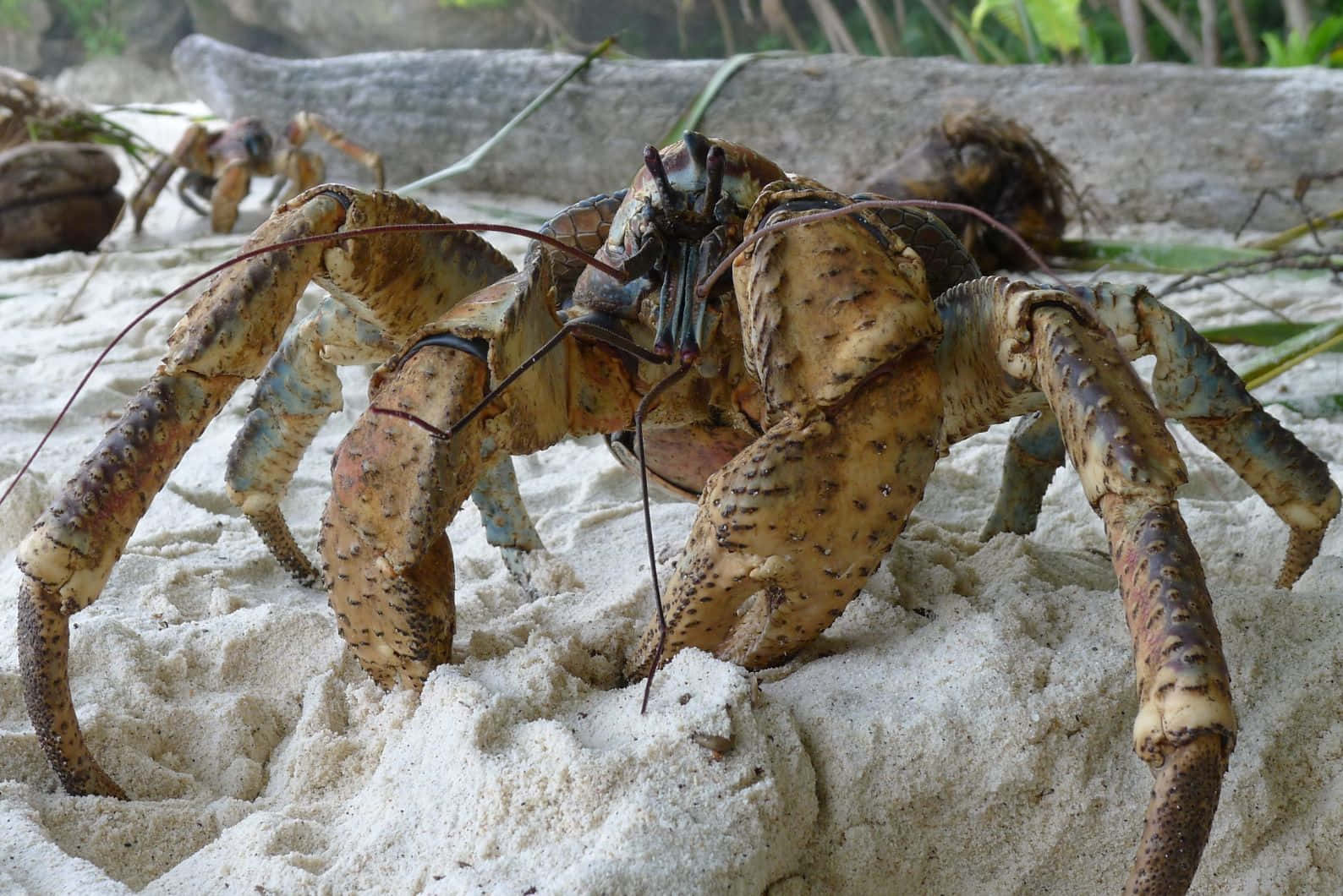 Coconut Crab On Beach Wallpaper