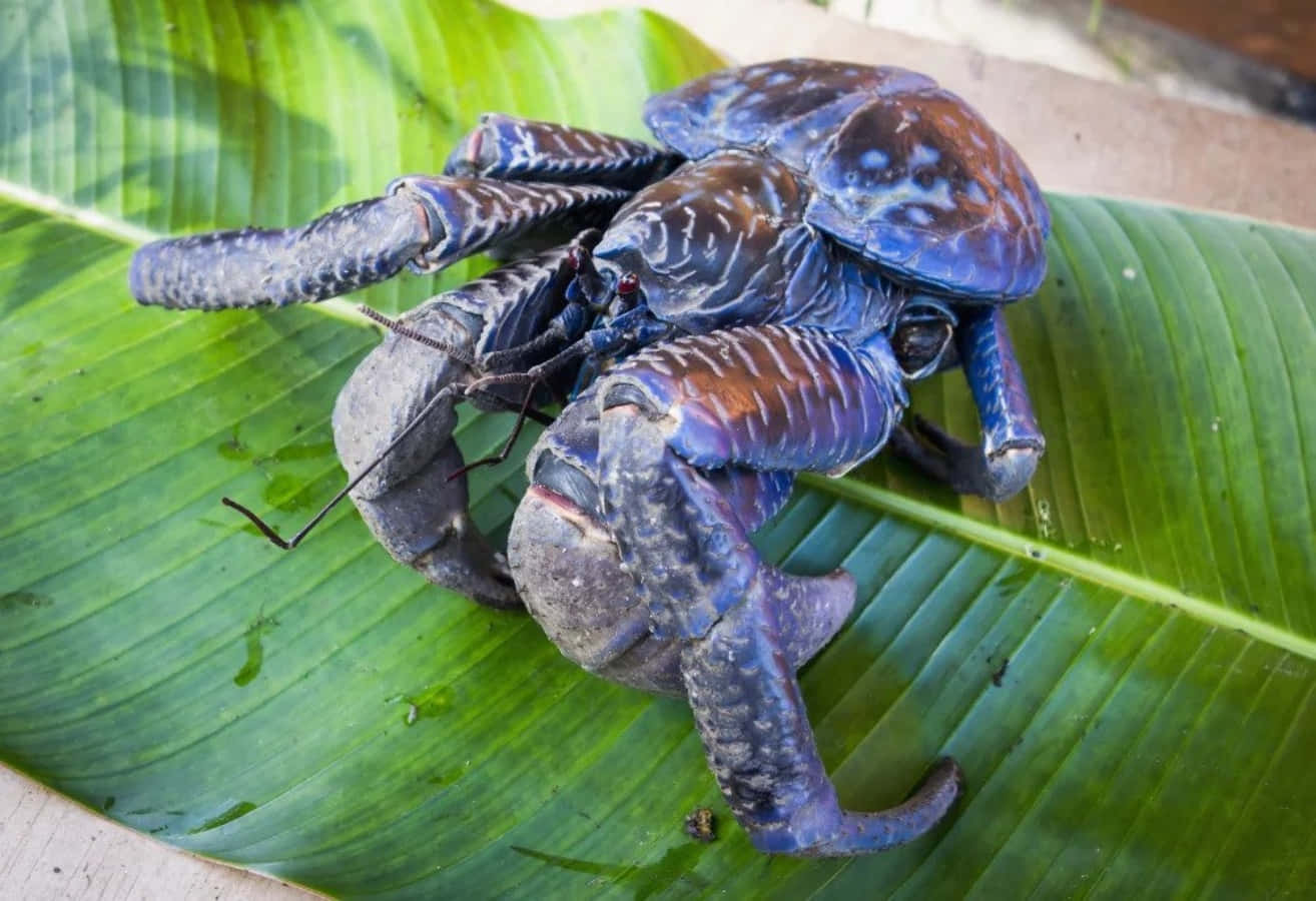 Download Coconut Crab On Green Leaf Wallpaper | Wallpapers.com