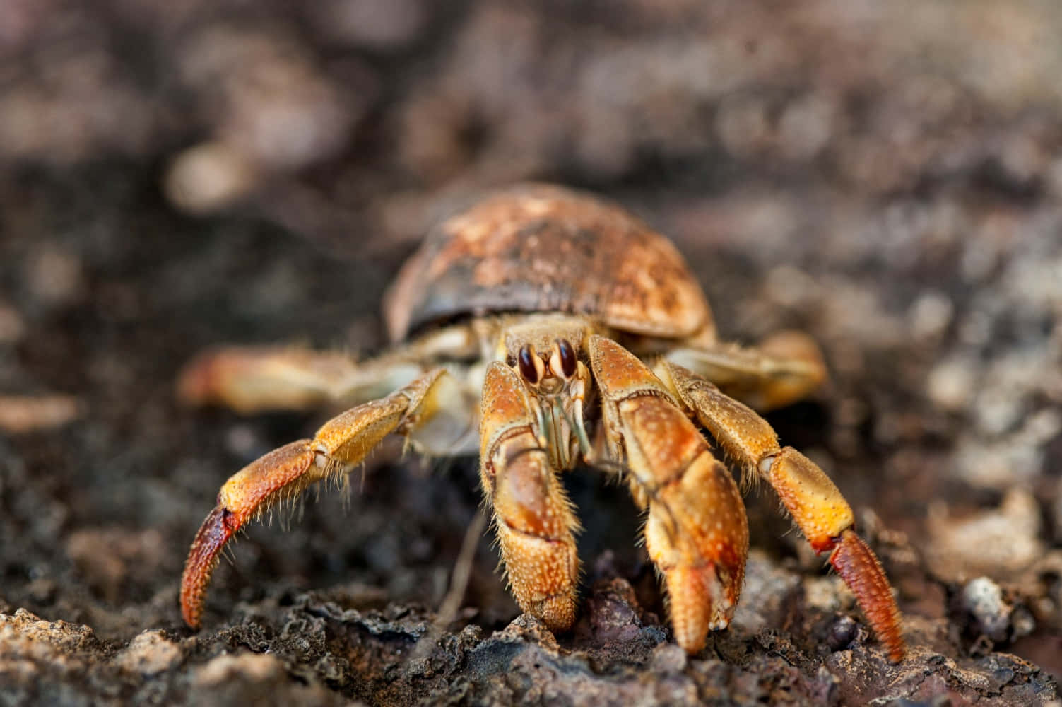 Coconut Crab On Ground.jpg Wallpaper