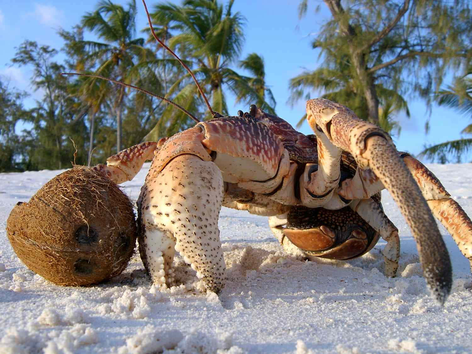 Coconut Crab On Tropical Beach Wallpaper