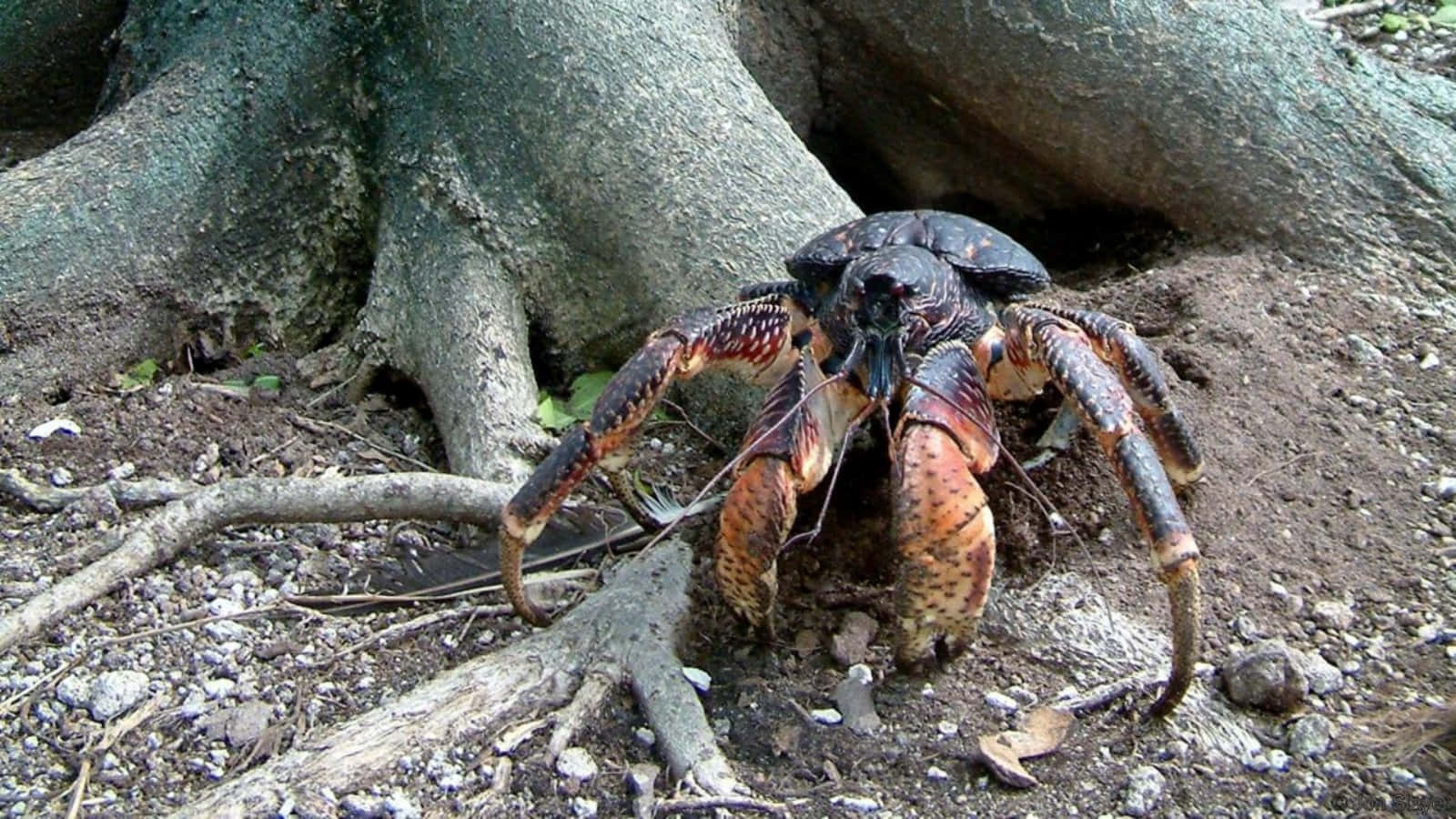 Download Coconut Crab Outdoors Wallpaper | Wallpapers.com