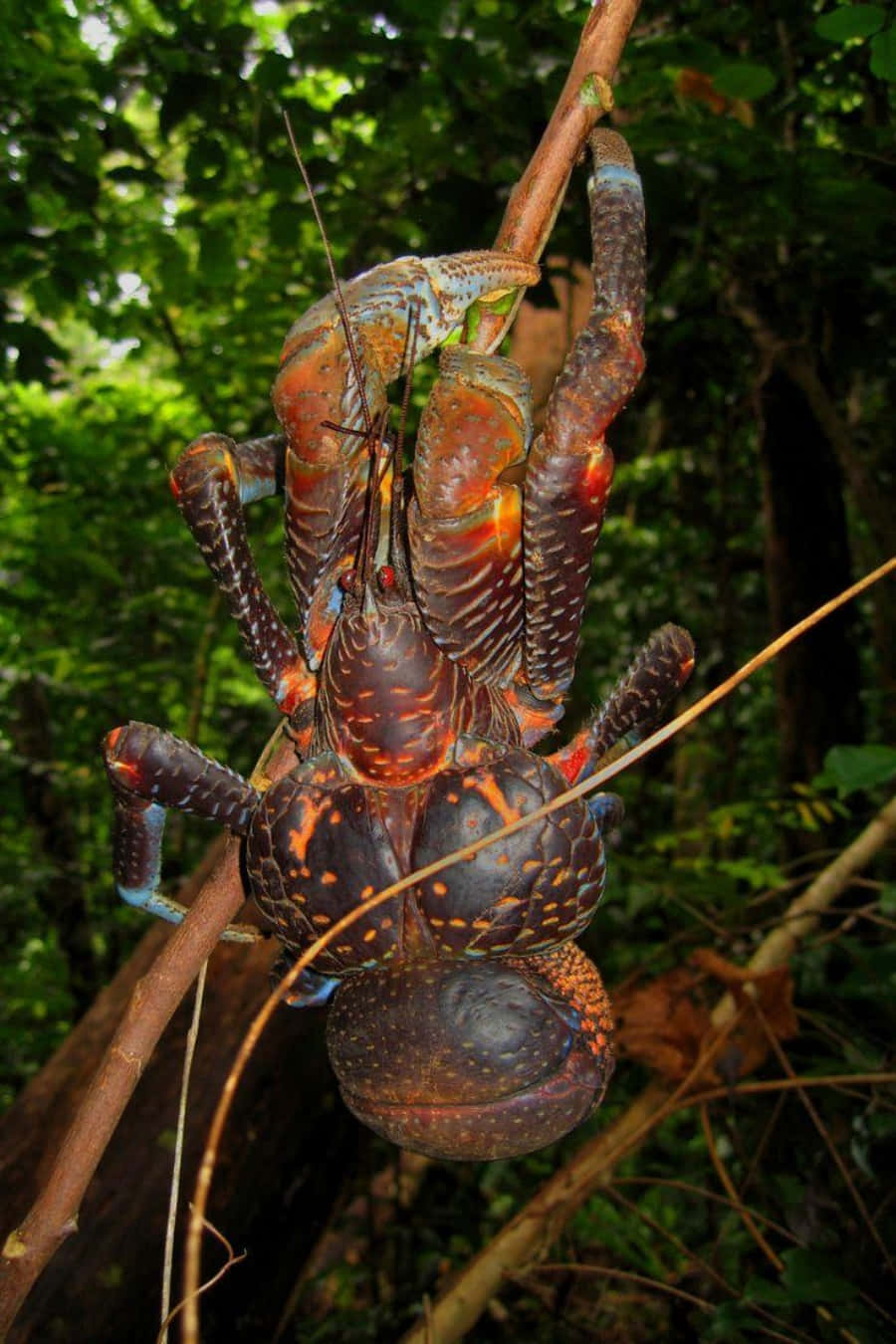 Download Coconut Crab Vertical Climb Wallpaper | Wallpapers.com