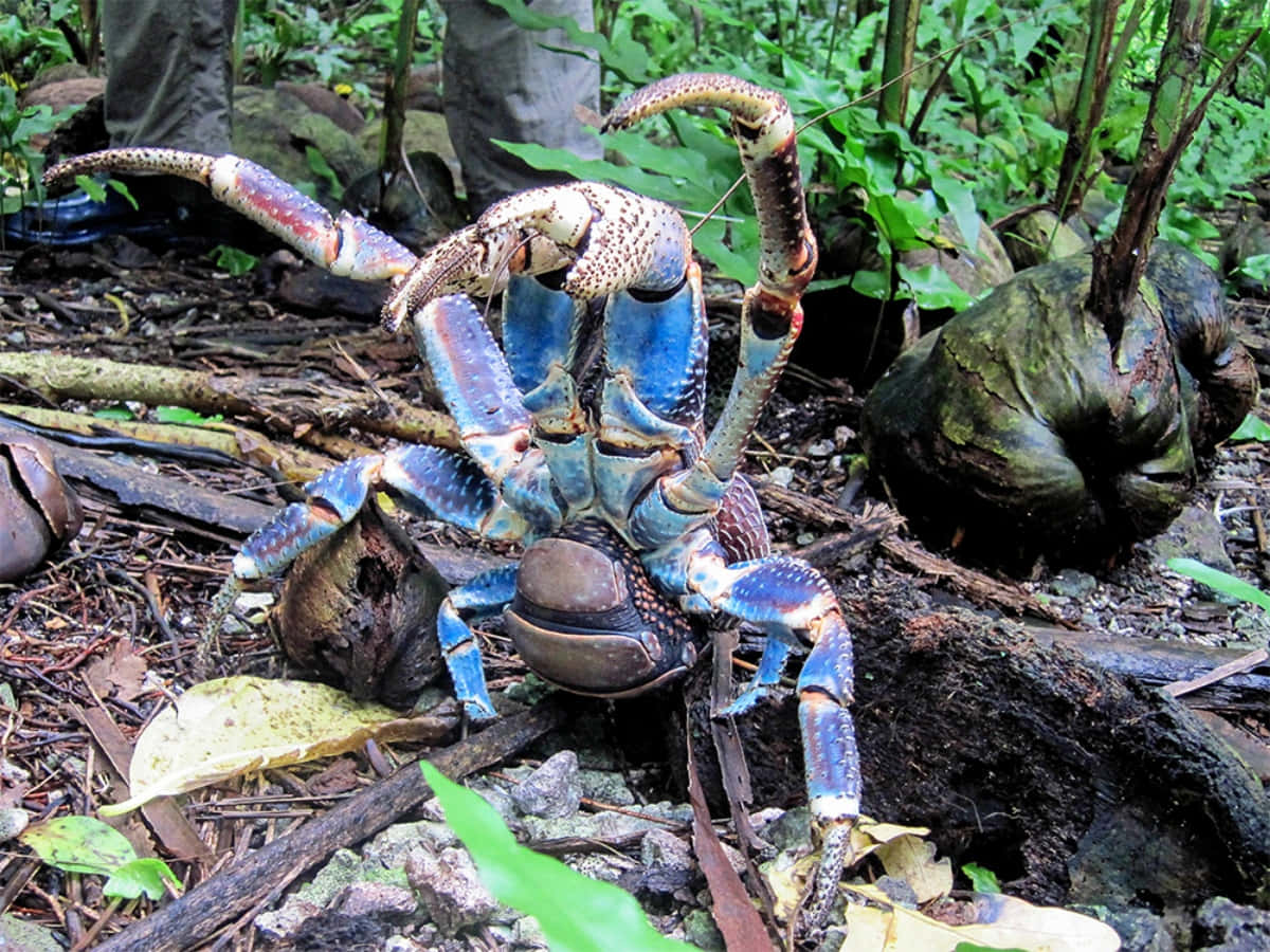 Coconut Crabin Natural Habitat.jpg Wallpaper
