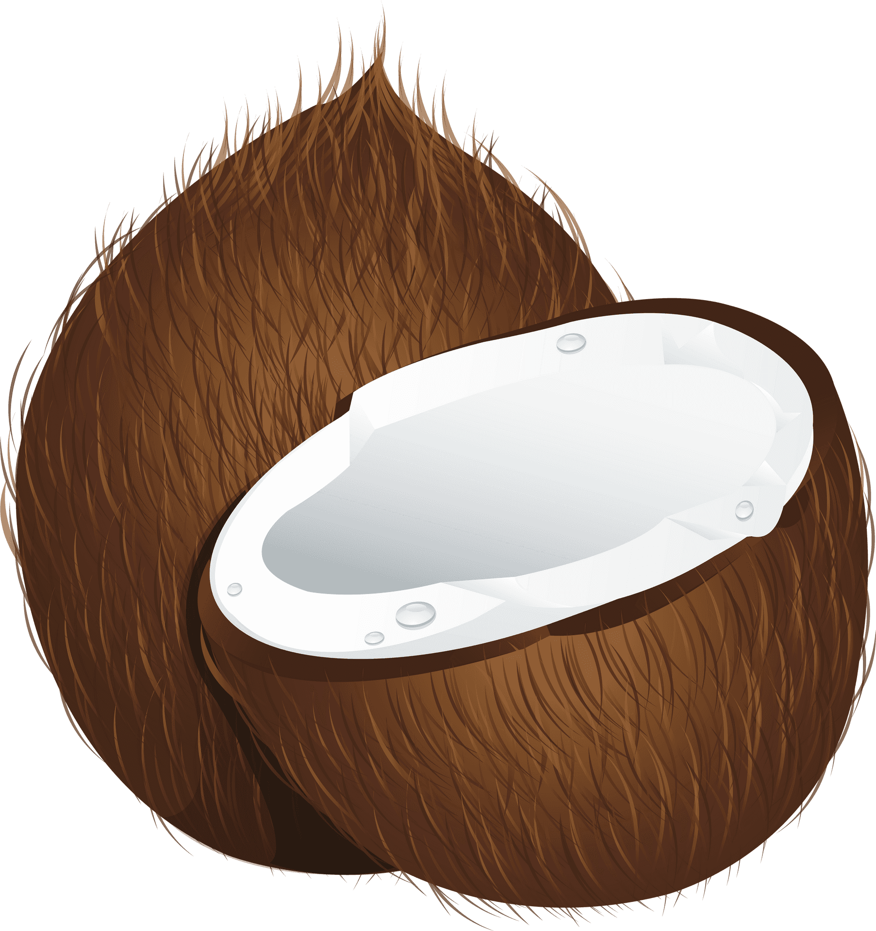 Coconut Half Illustration PNG