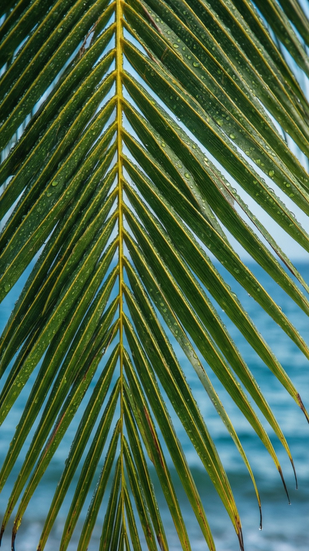 Macro de Feuille de Coco Fonds d'écran