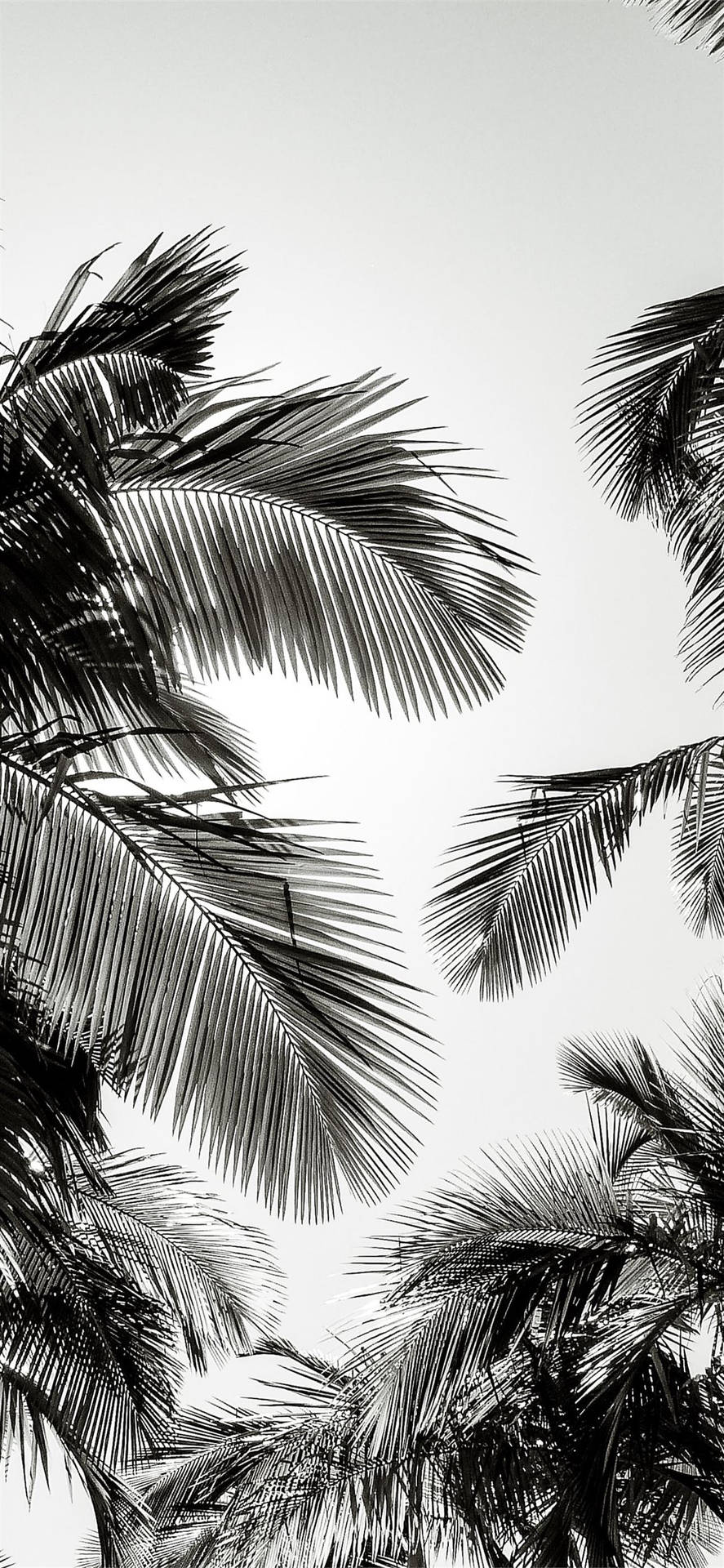 Kokosblade iPhone 2021 tapet: Verdant, fritflydende kokosbladmønstre, som skaber et smukt og subtilt læderapplikationsdesign. Wallpaper