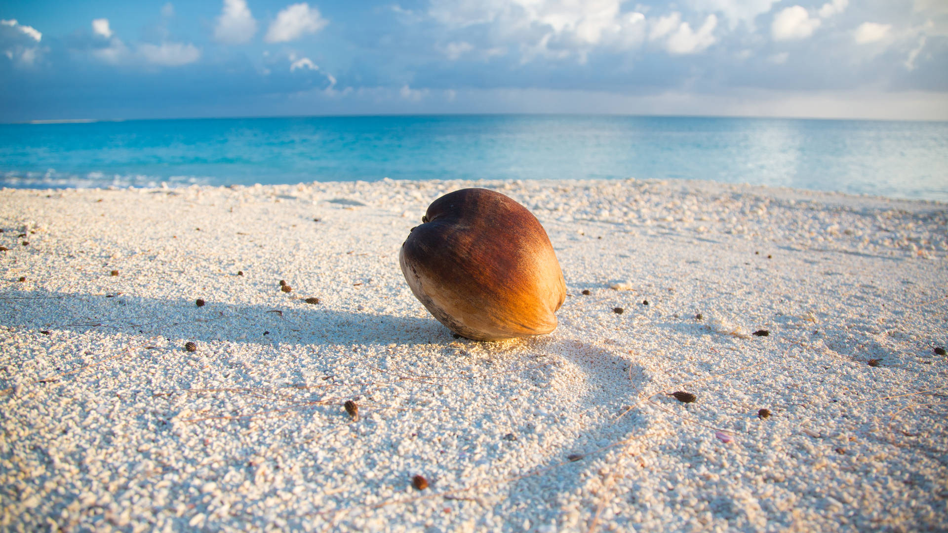 Coconut On Sand In Marshall Islands