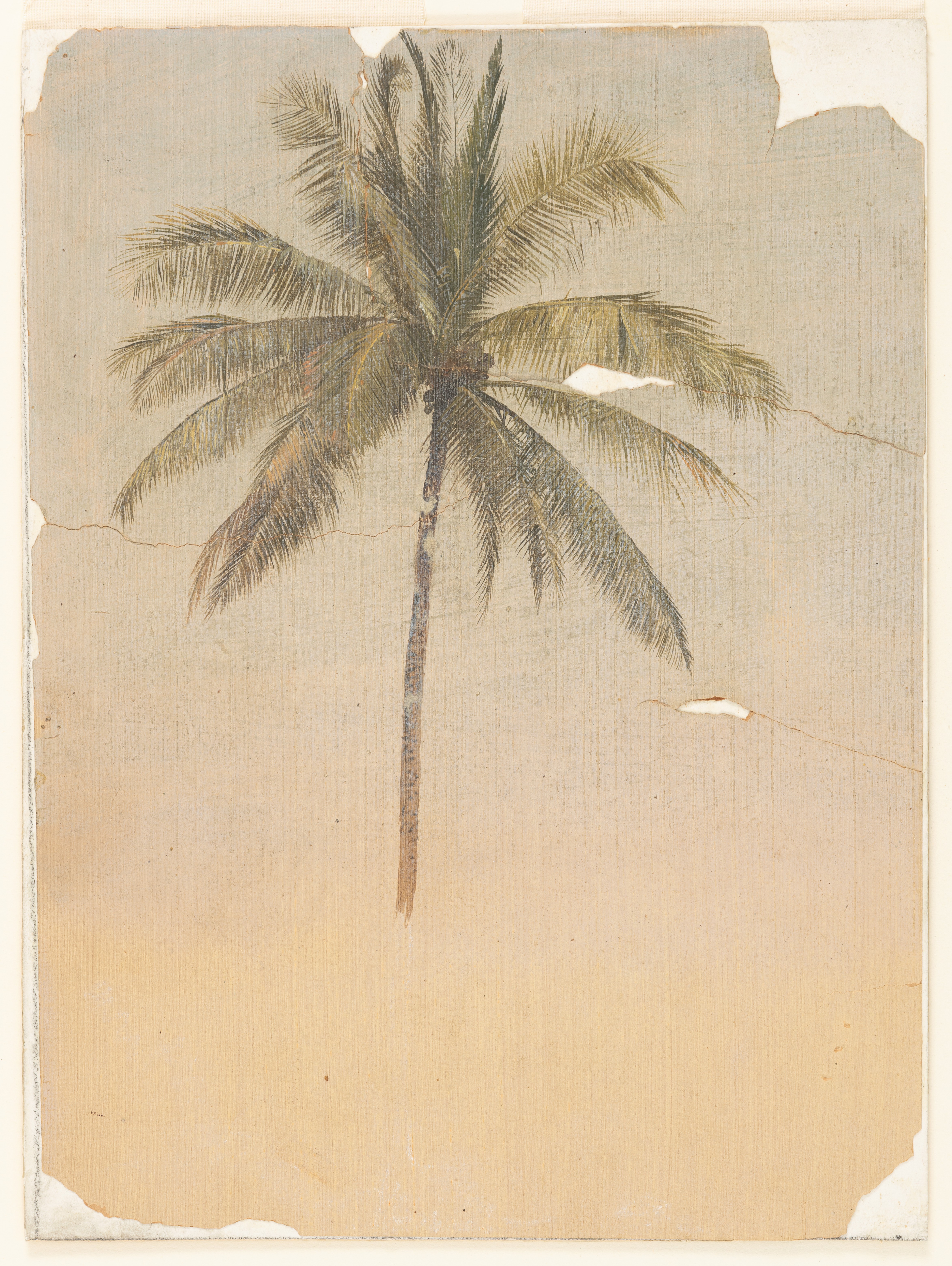 Coconut Palm Wallpaper