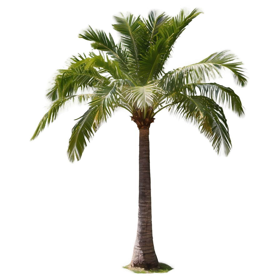 Coconut Palm Tree Png 04292024 PNG