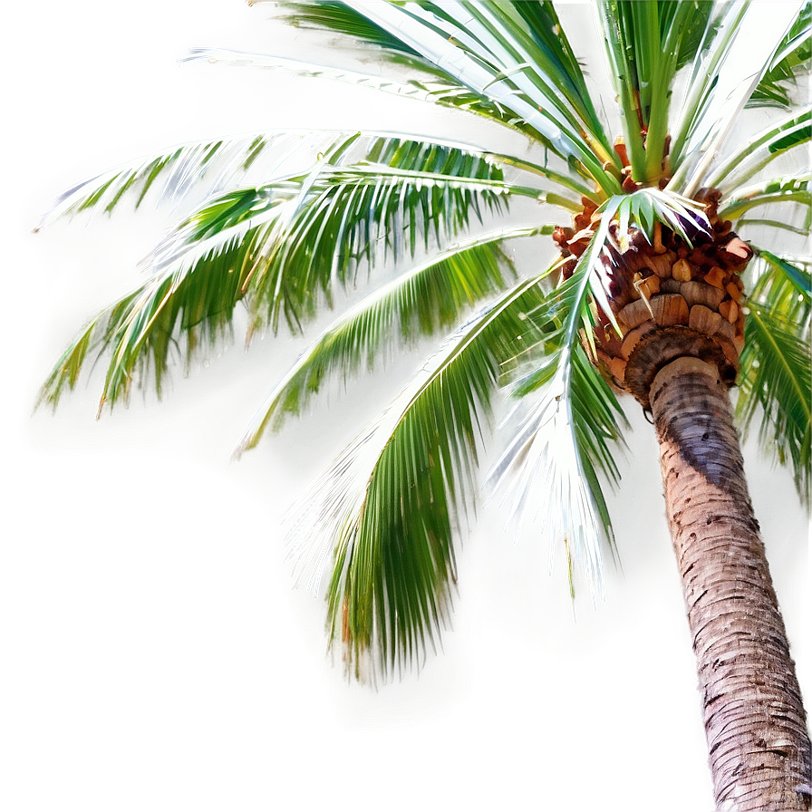 Coconut Palm Tree Png Fdf PNG