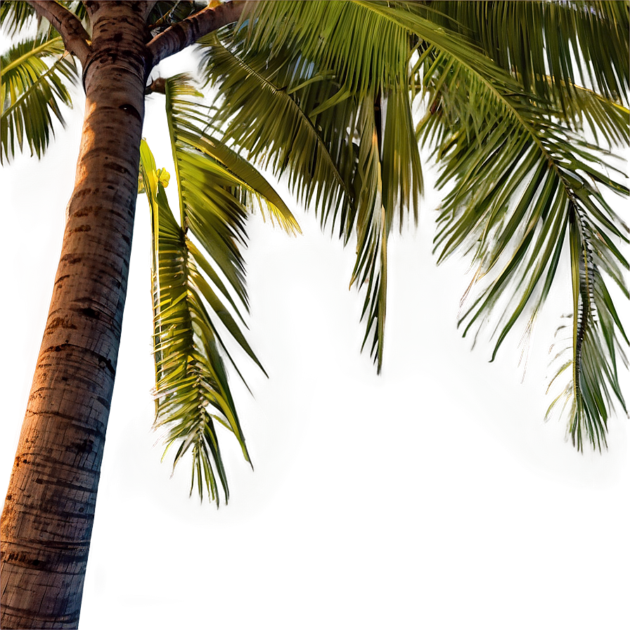 Coconut Palm Trees Png Gmx PNG
