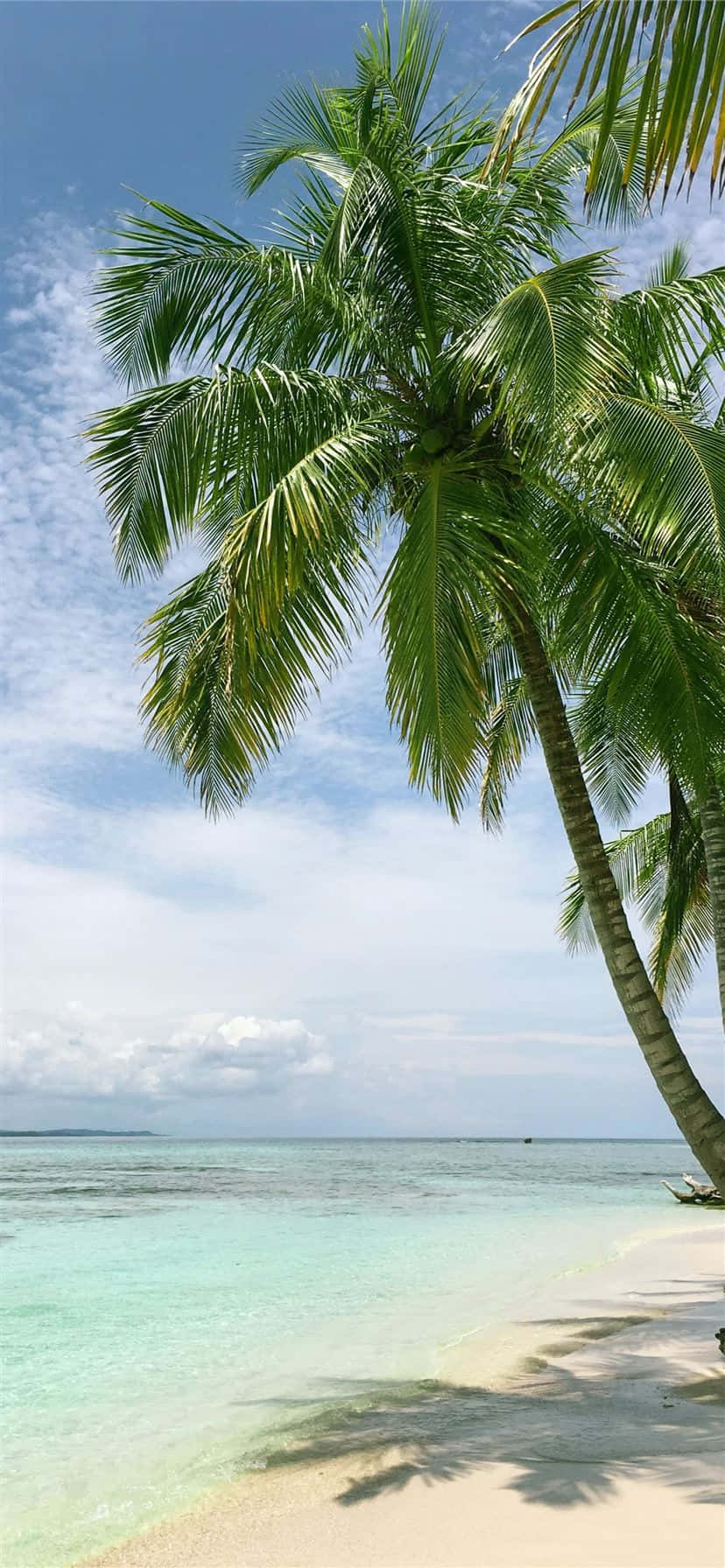 Coconut Palm Trees Tropical Beach Destination Wallpaper
