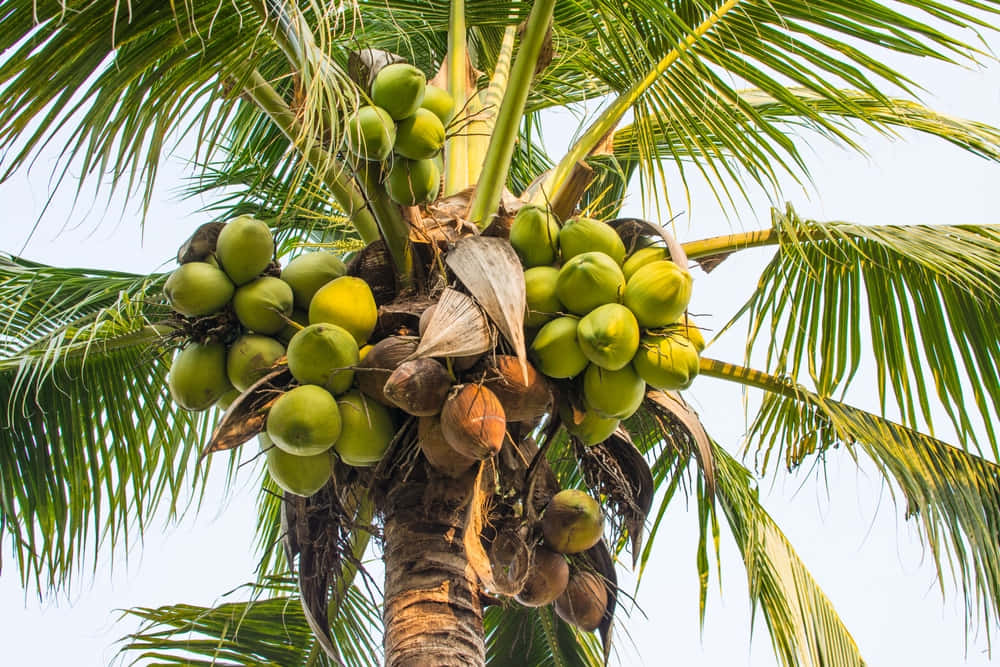 Paraísoencontrado: Un Exuberante Procesamiento De Árbol De Coco.
