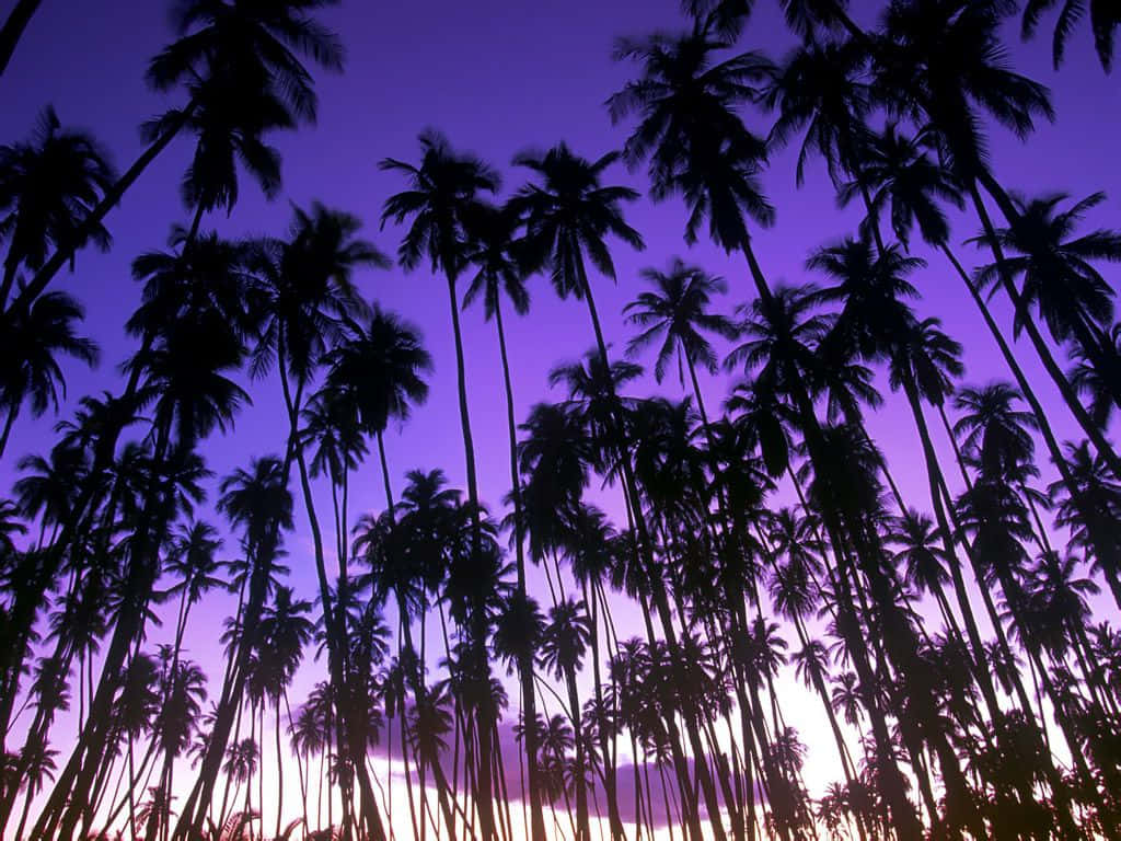 – “Soaking up the Sunshine Beneath a Coconut Tree"