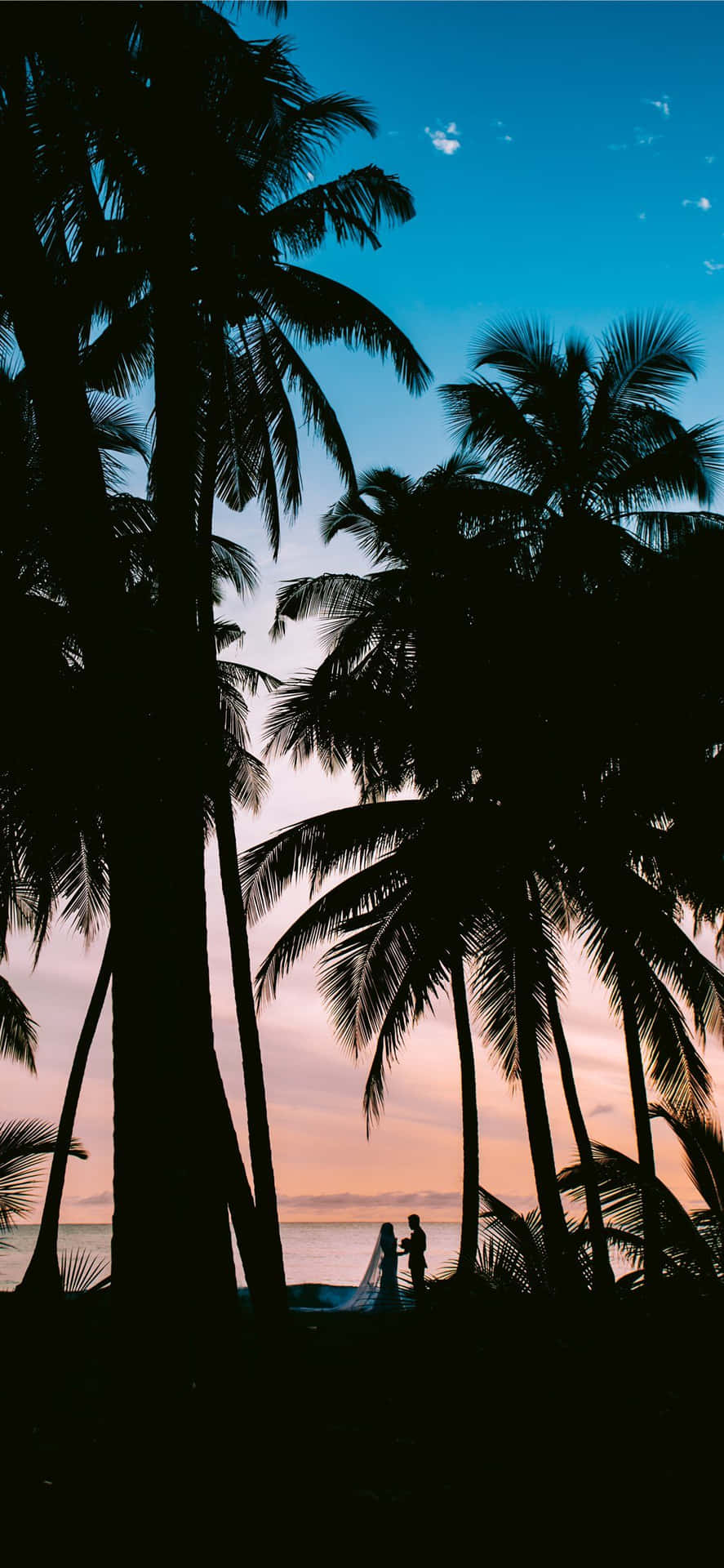 A Coconut Tree Against A Blue Sky Dramatically Set The Scene"