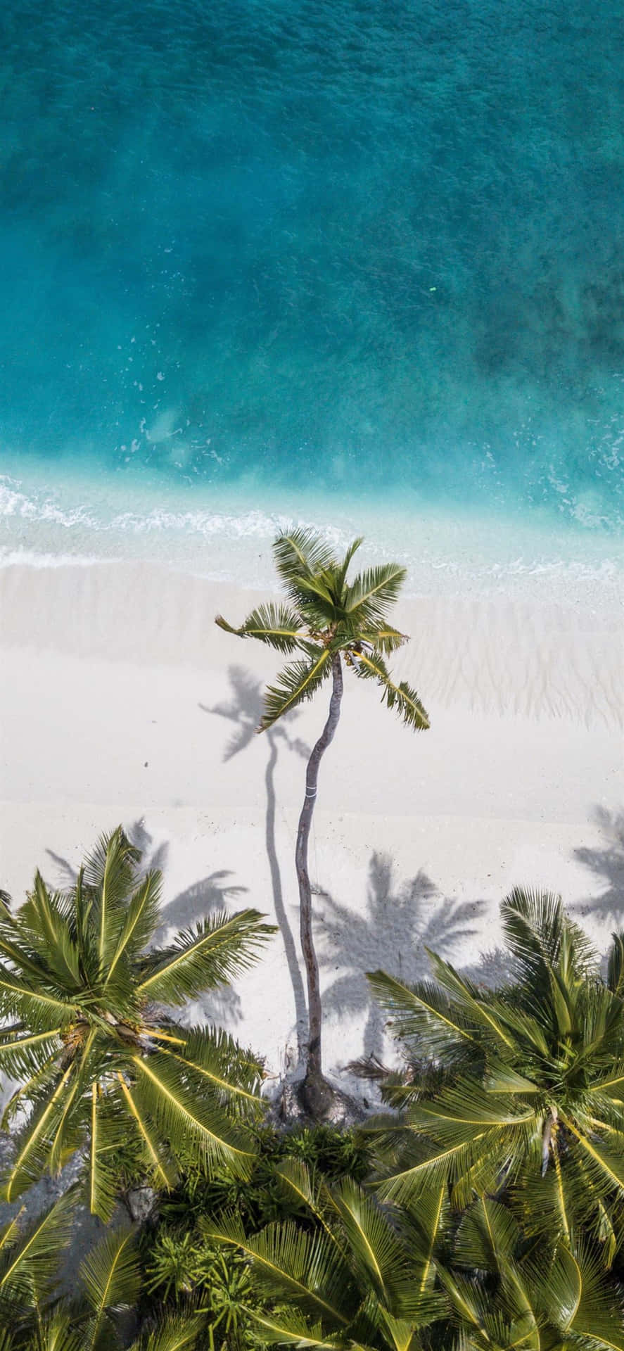 Tropical Paradise: Coconut Trees Beside the Beach