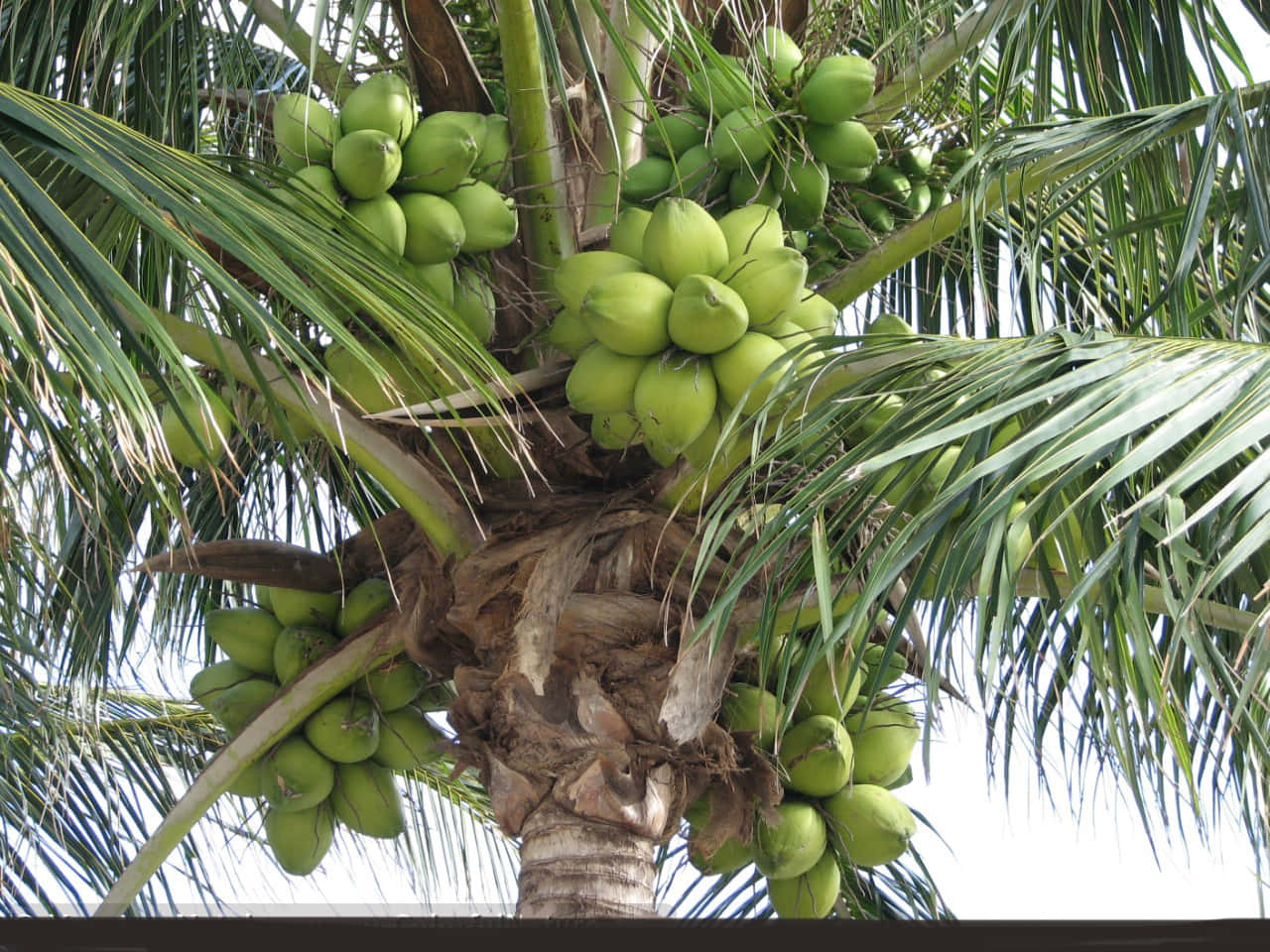 Umavisão Refrescante De Uma Árvore De Coco