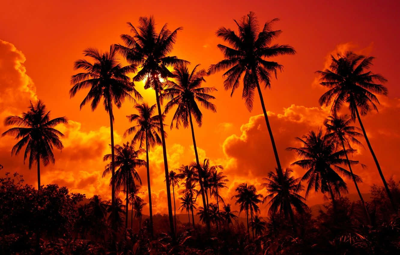 “A Stunning Coconut Tree Under the Sun”
