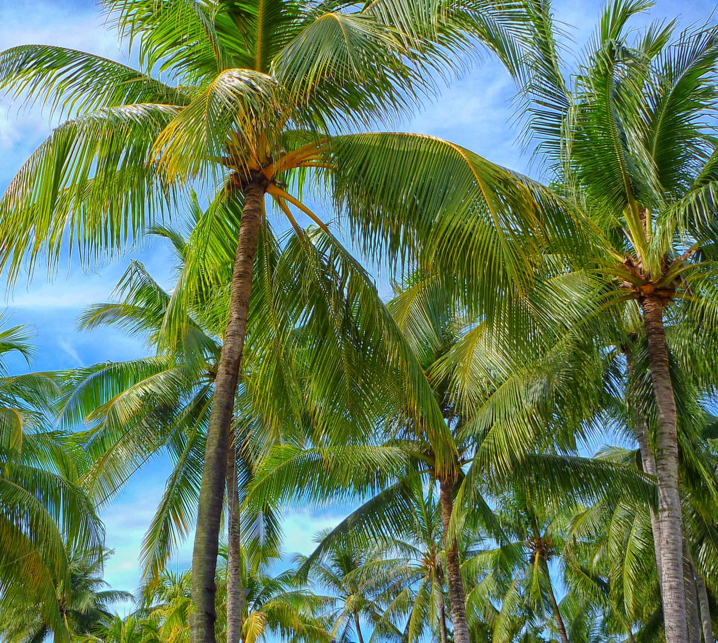 Einschöner Kokosnussbaum In Der Sonne Genießen.