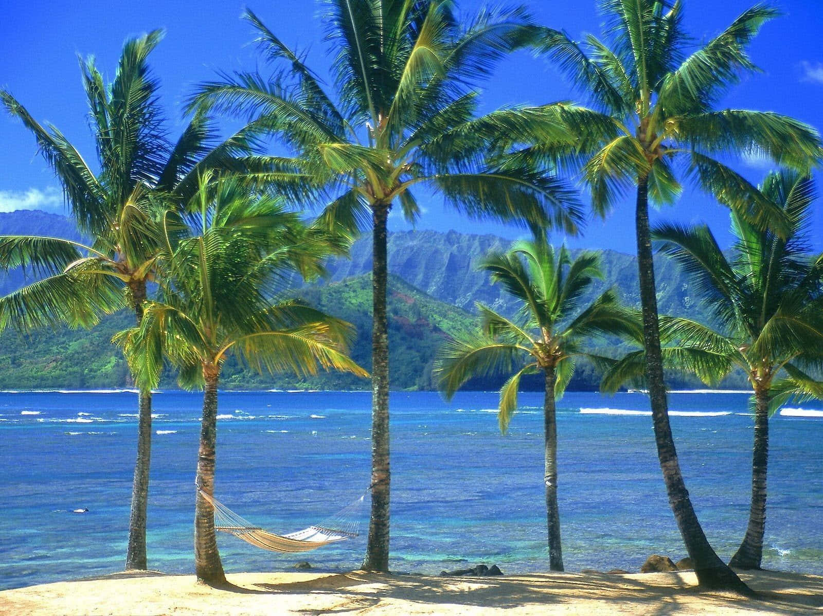 Spruce up your next beach vacation with a stay beneath a gorgeous Coconut Tree!