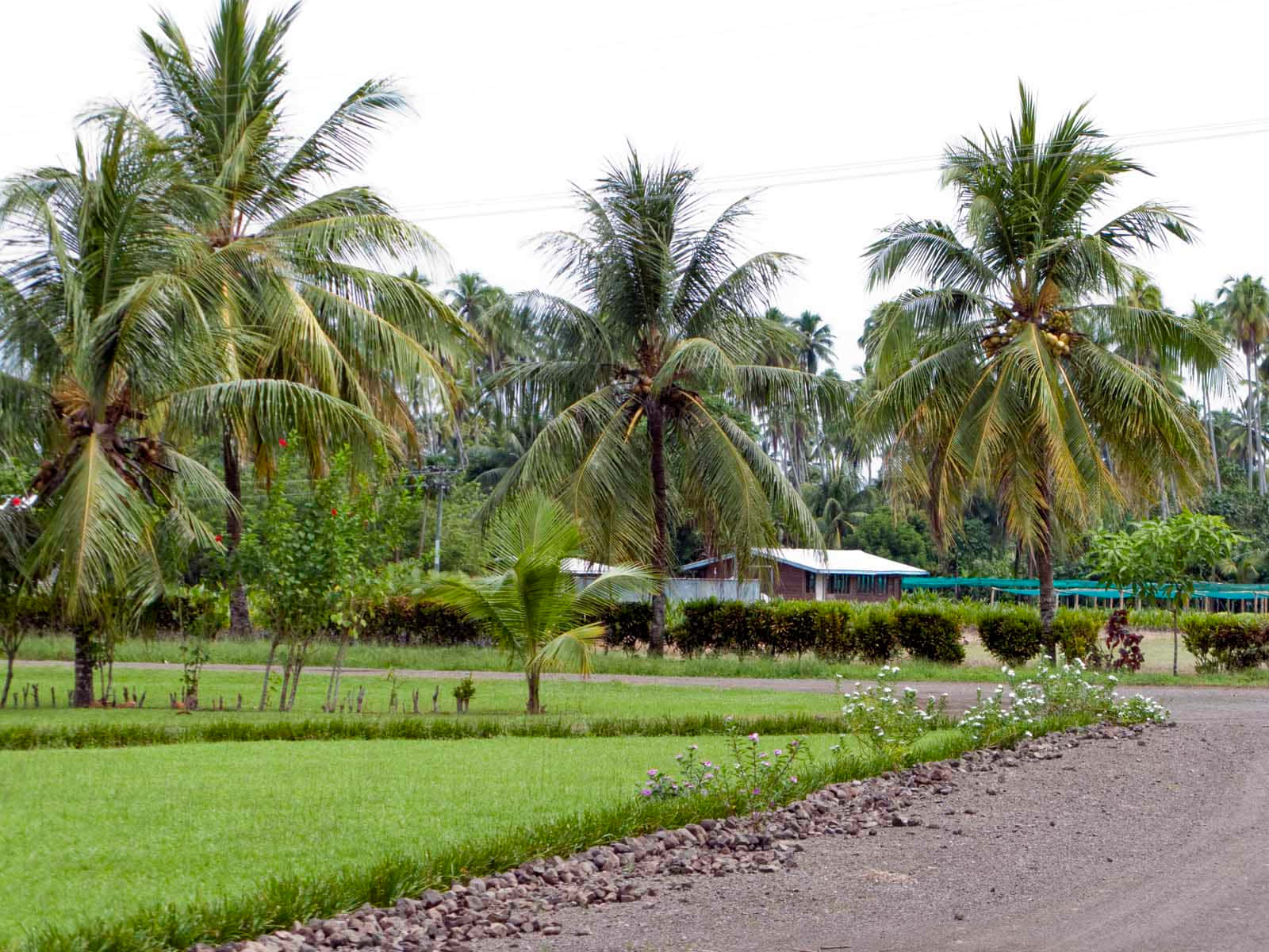 Tropical Coconut Tree paradise